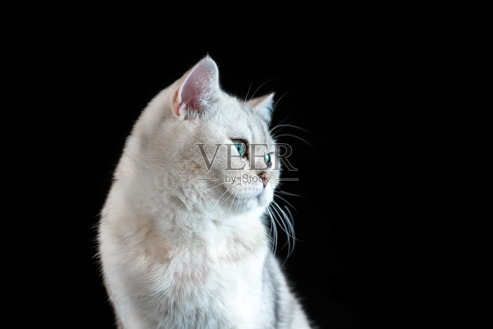 一只白色的英国猫的肖像,栗鼠的颜色,可爱的灰色眼睛在一个孤立的黑色背景照片摄影图片