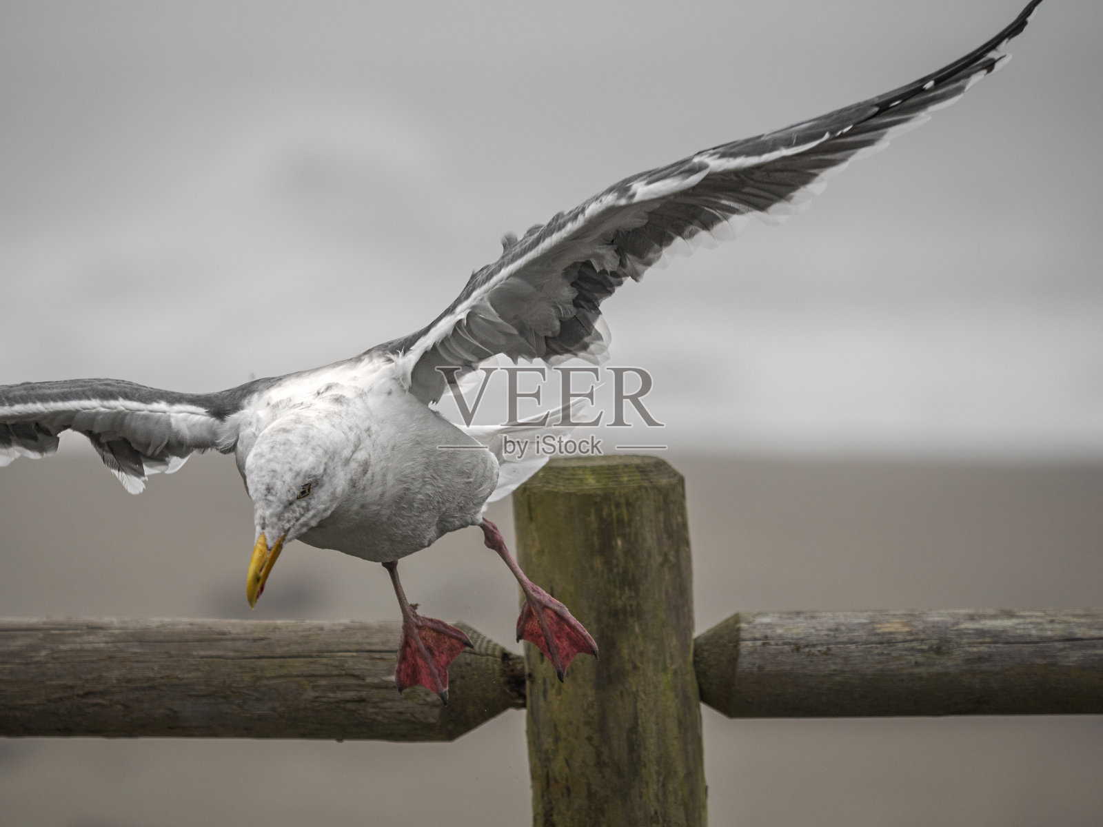 海鸥从围栏哈里斯海滩州立公园俄勒冈州照片摄影图片