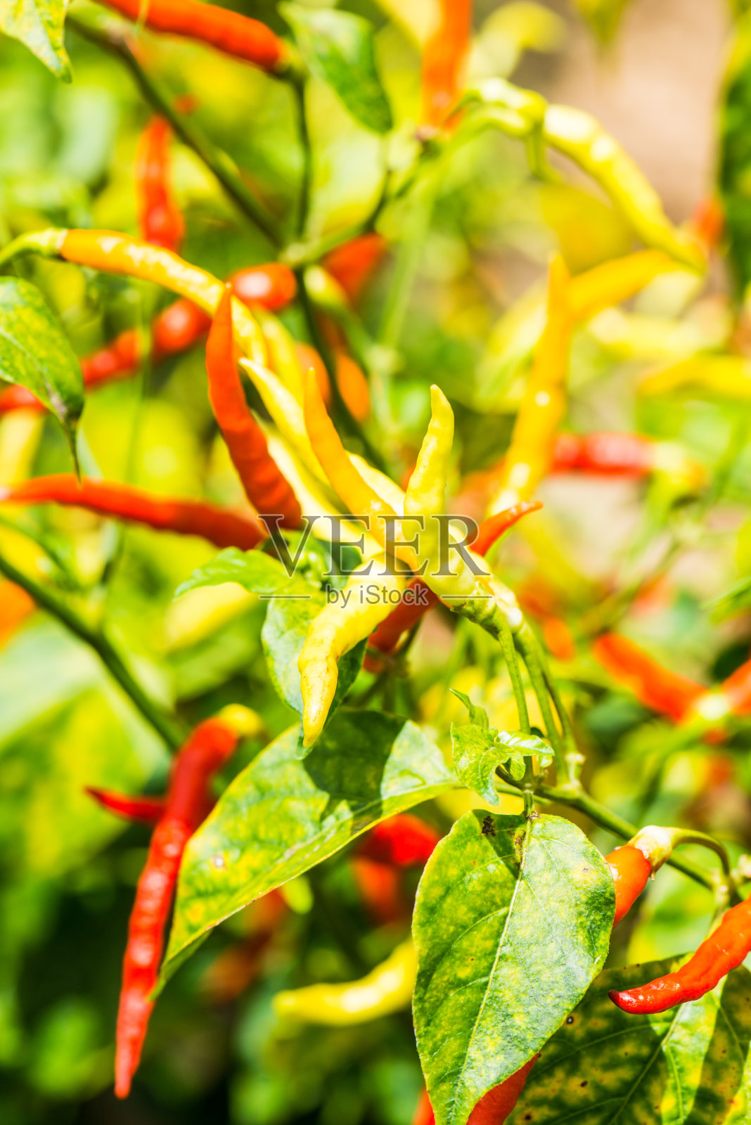 新鲜辣椒照片摄影图片