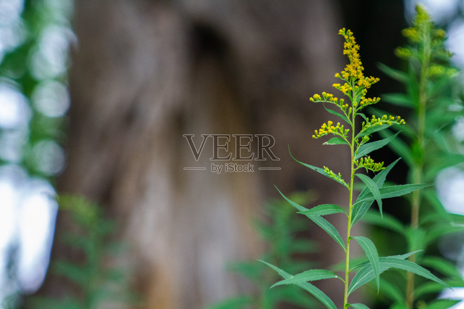 动物和风景肆虐岛屿照片摄影图片