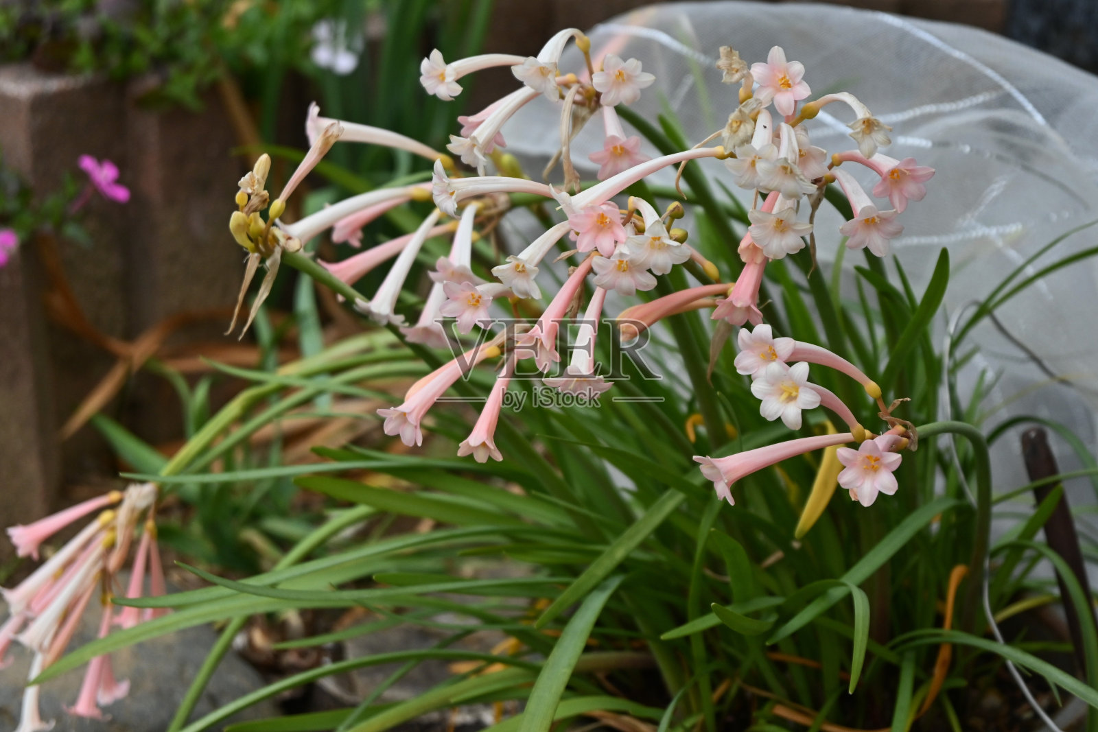 火百合(火百合)花。照片摄影图片