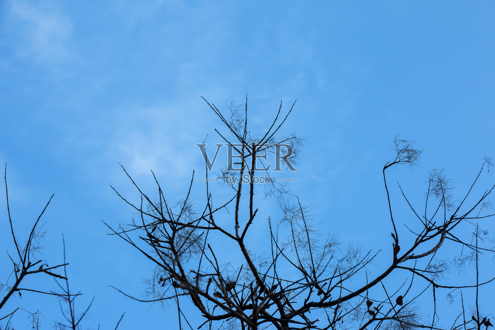 欧洲或欧亚的烟熏树,烟熏树,冬天的烟熏灌木。照片摄影图片