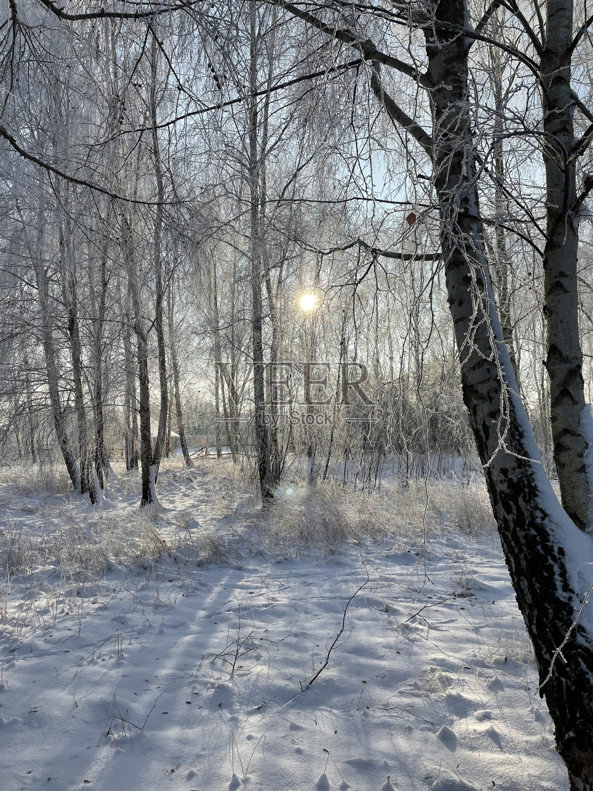 下雪天照片摄影图片