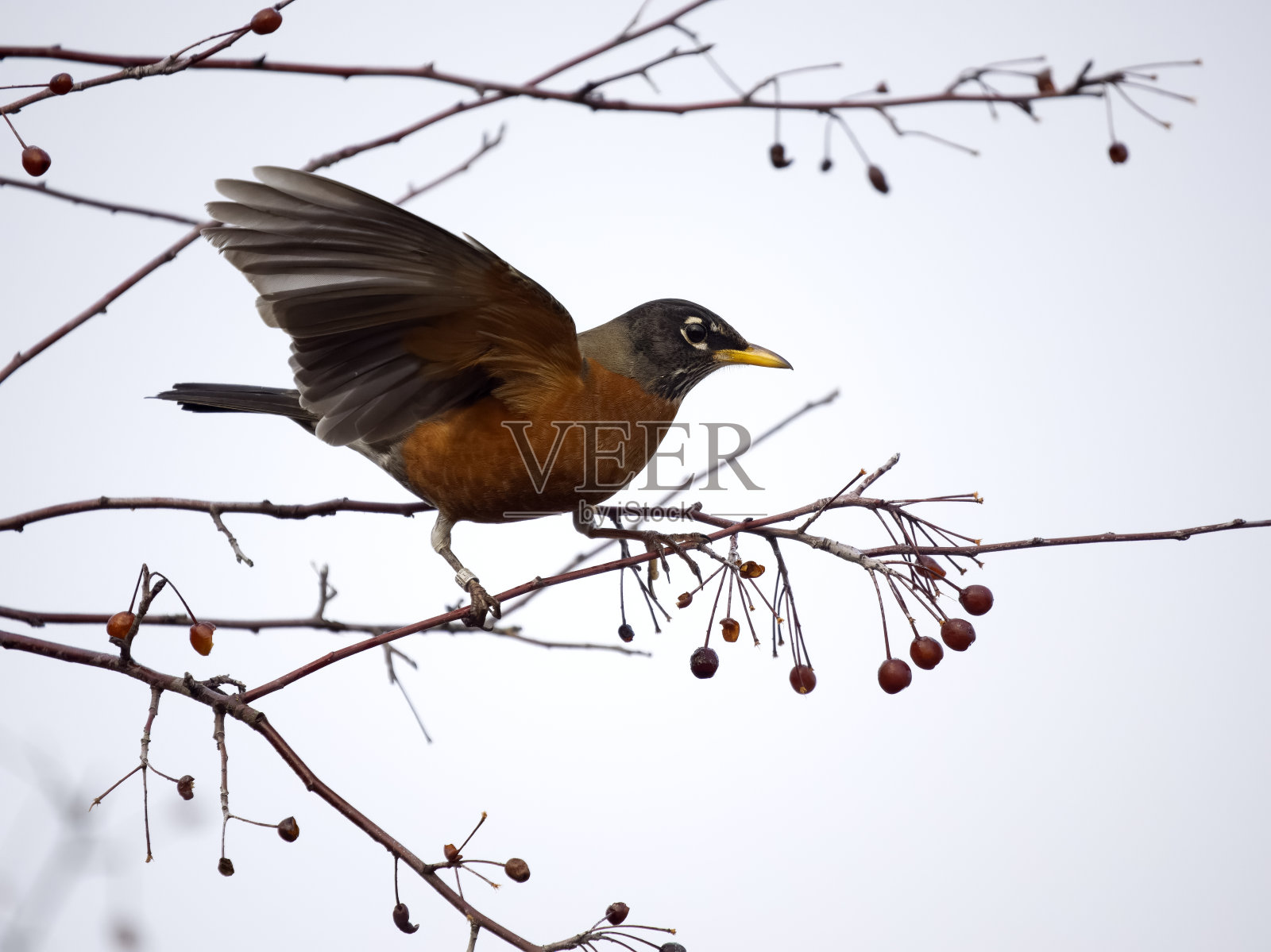 美洲知更鸟,Turdus migratorius照片摄影图片