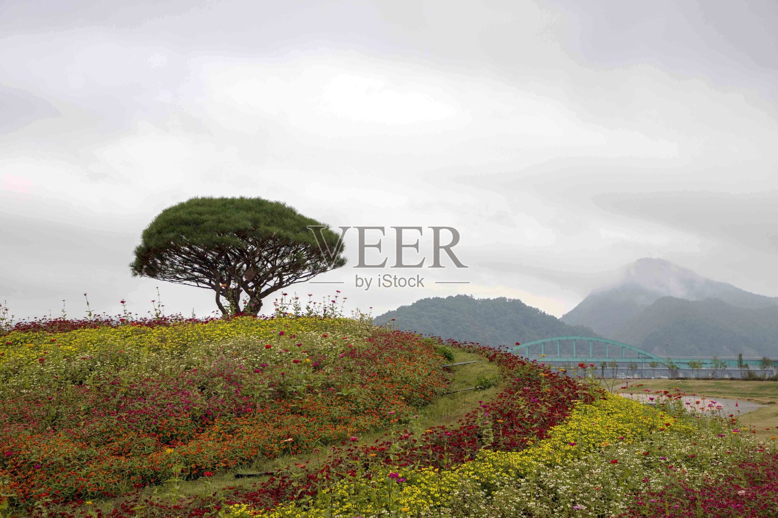庆北岛的花照片摄影图片