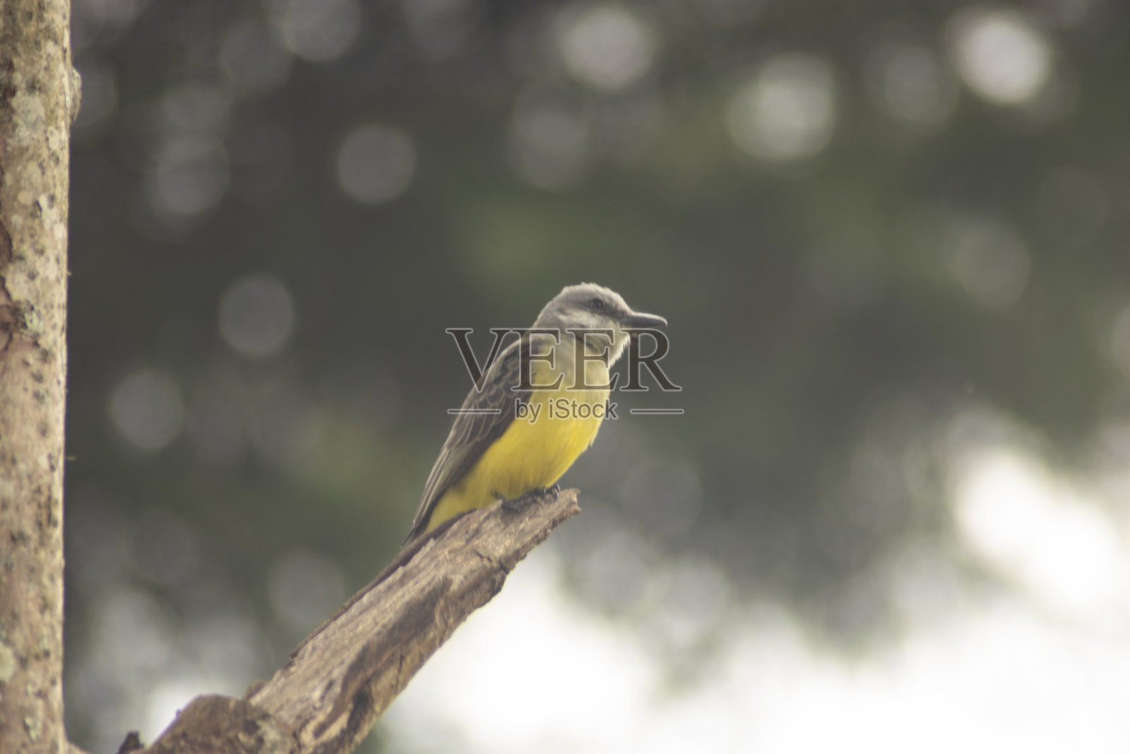 哥伦比亚的鸟类照片摄影图片