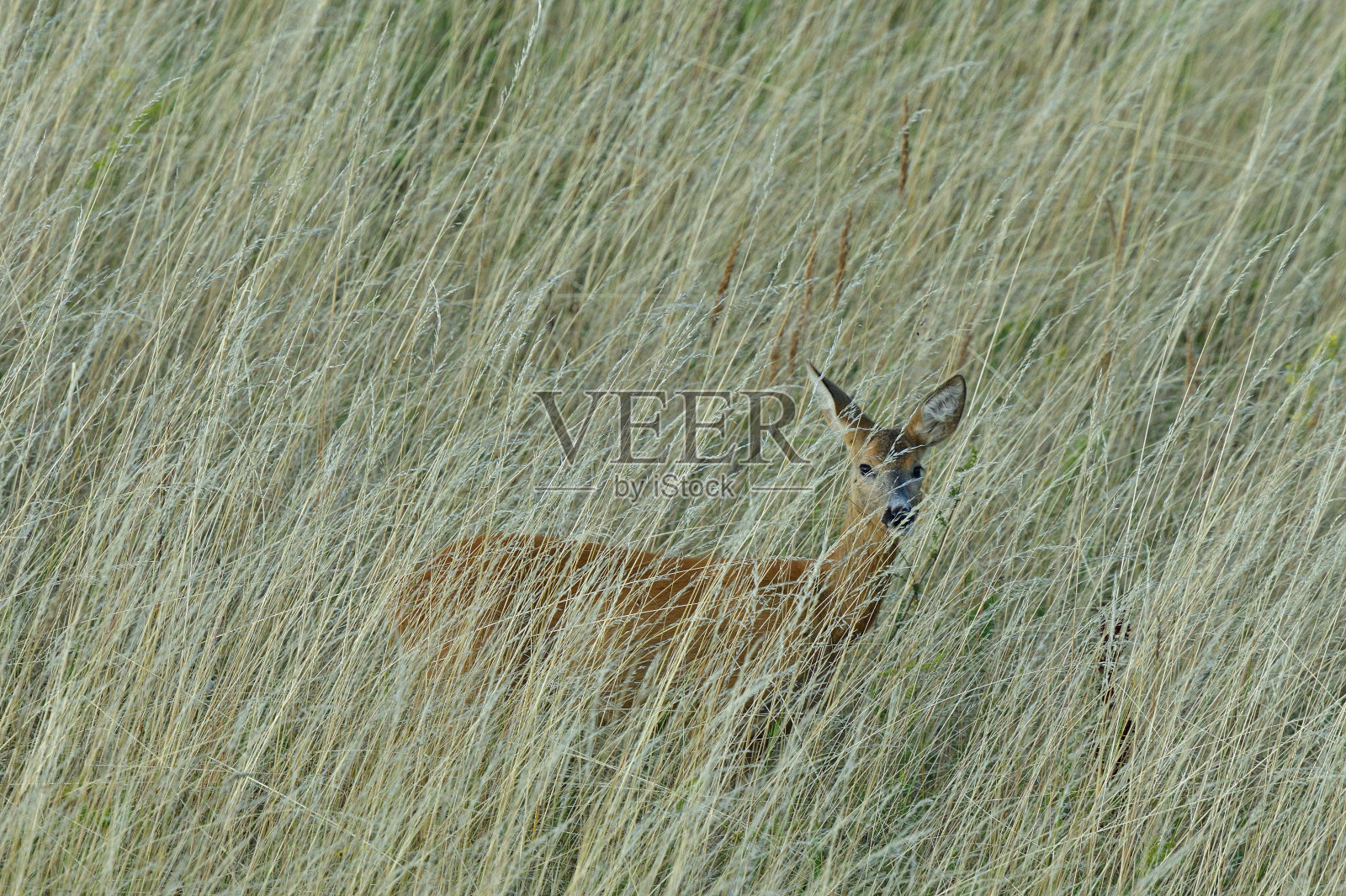 狍子小鹿隐藏在草地上的高草中行走照片摄影图片