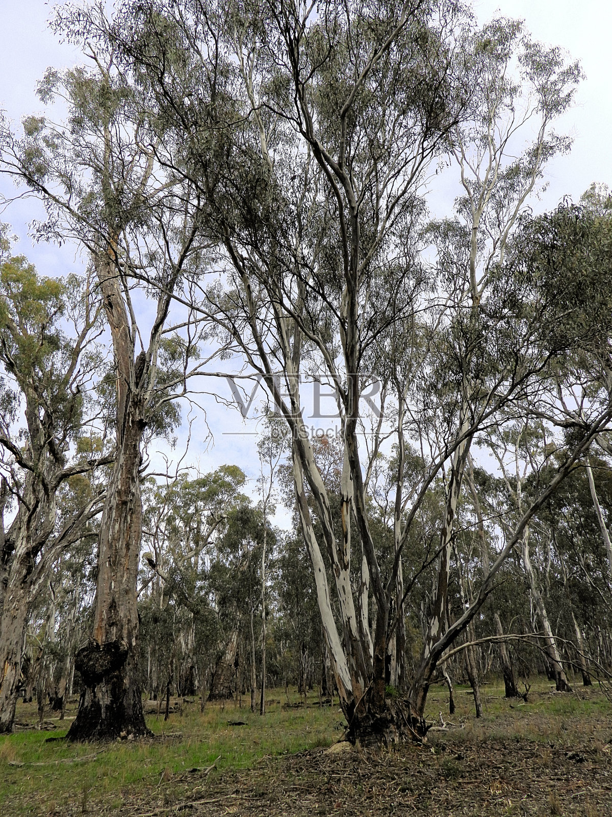 Barmah,维多利亚,澳大利亚照片摄影图片