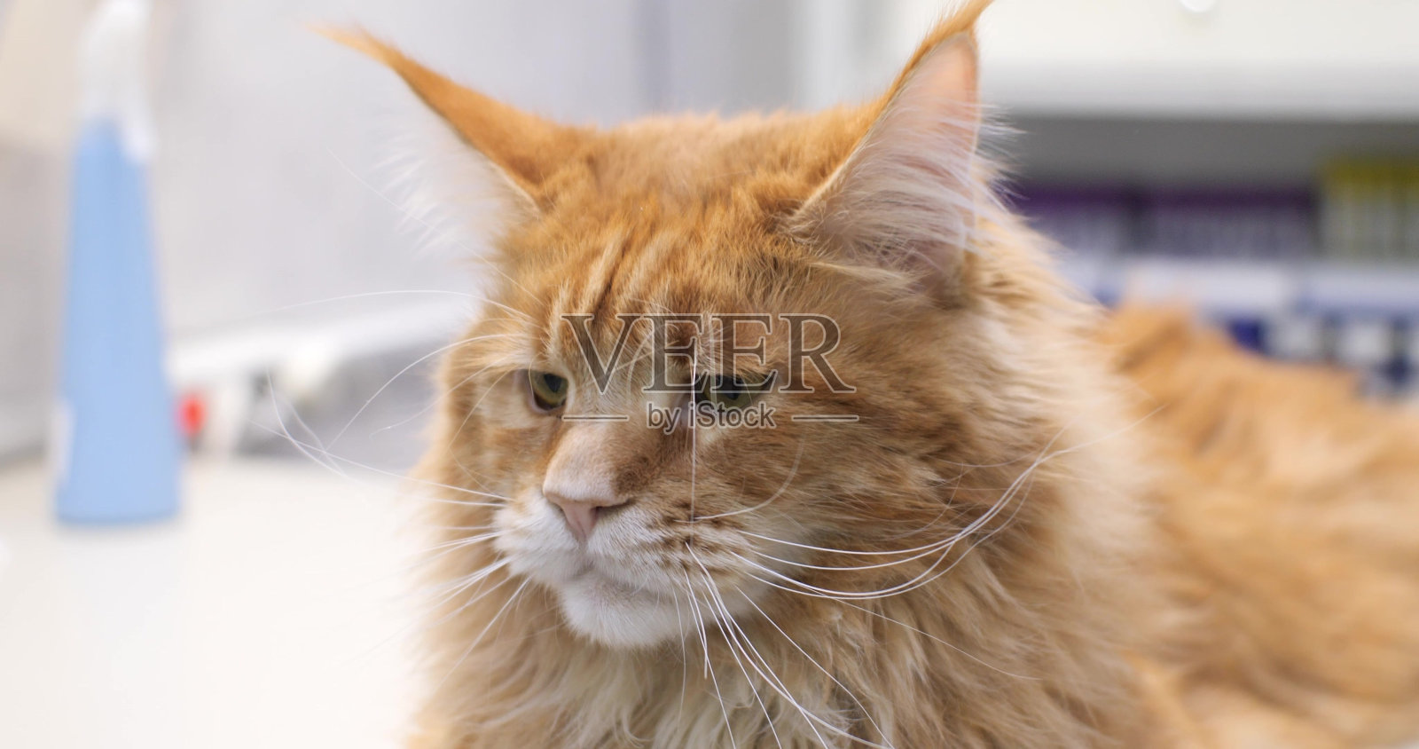 红色缅因猫坐在那里思考,脸上带着悲伤的表情。一只大猫悲伤的面部表情特写。有趣的猫咪情绪。美丽的大缅因猫认真地思考着一件事。照片摄影图片