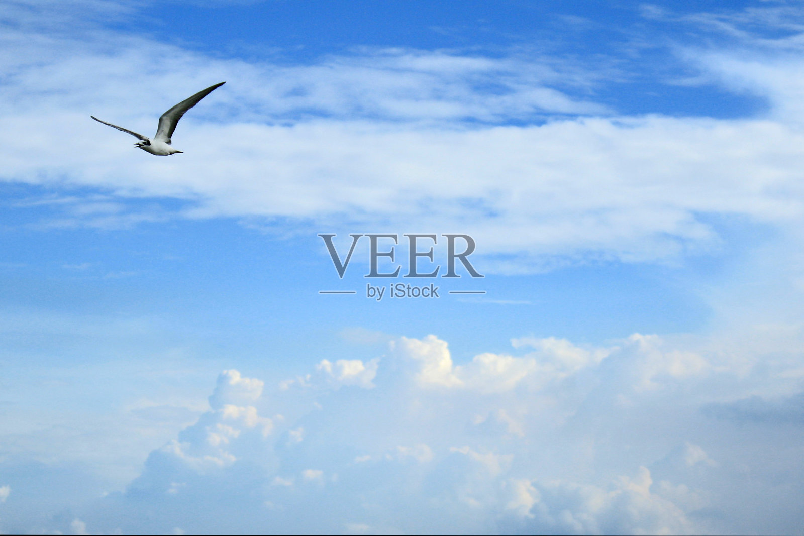 一只鸟在蓝天上照片摄影图片