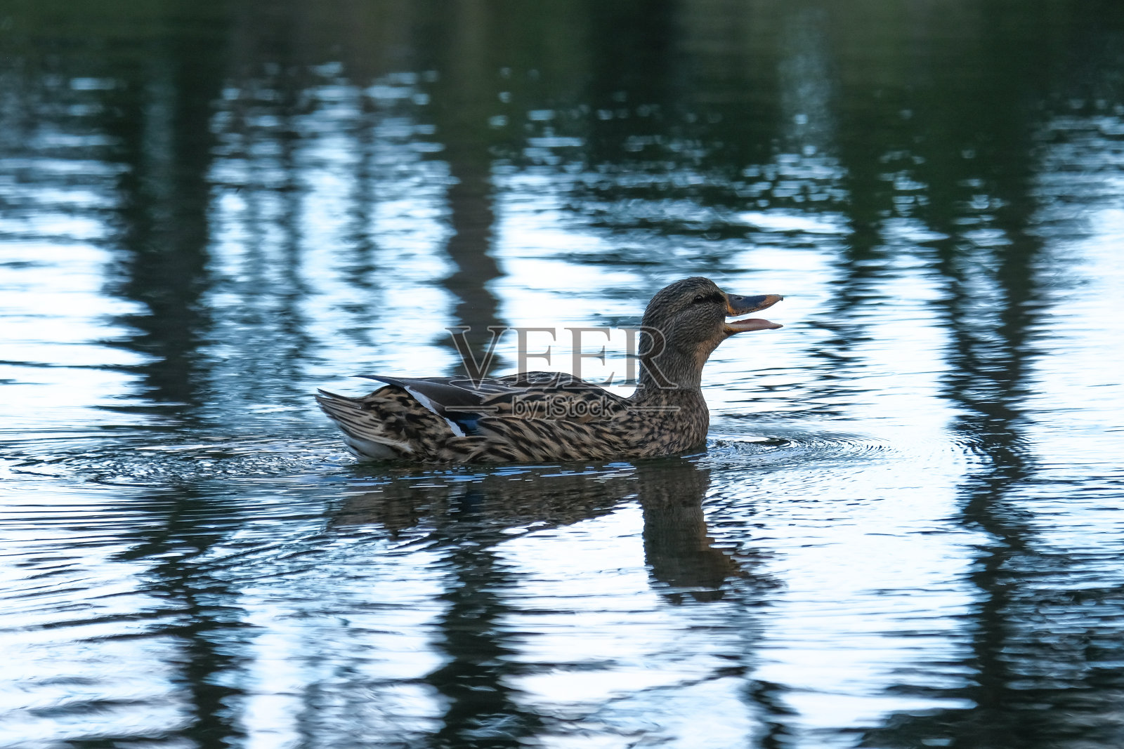 嘎嘎叫的鸭子照片摄影图片