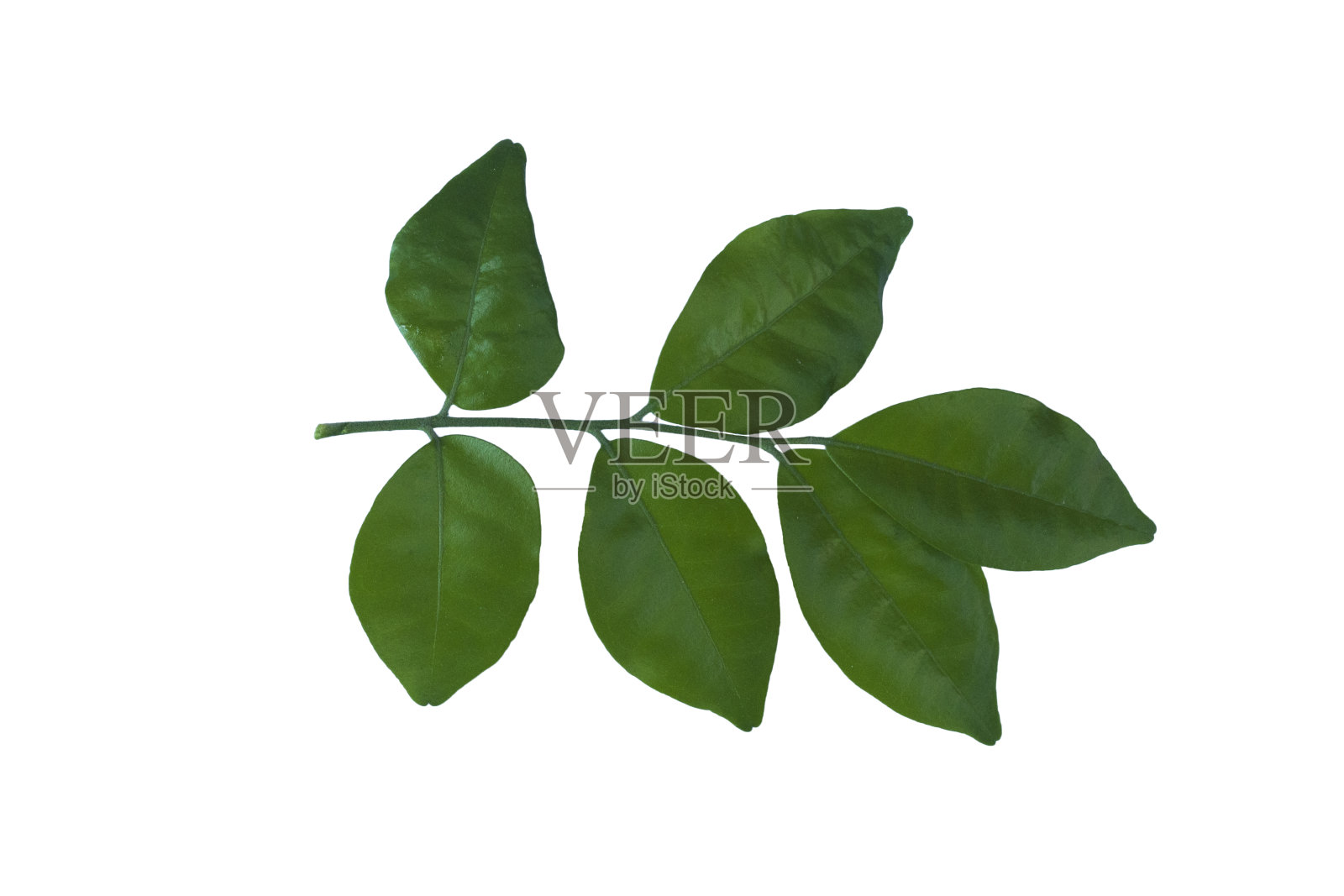 带热带叶的分枝照片摄影图片