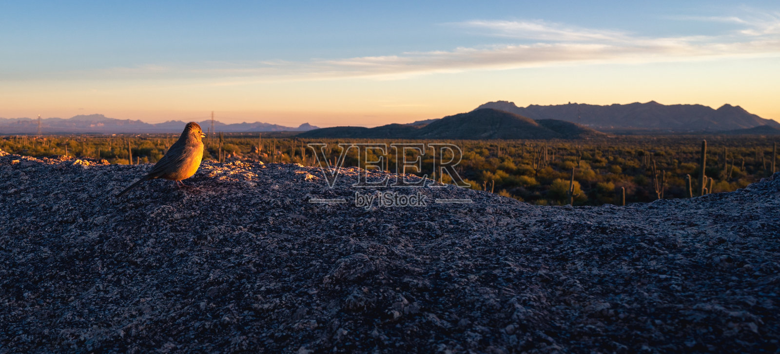 在麦克道尔索诺兰保护区看日落的小鸟照片摄影图片