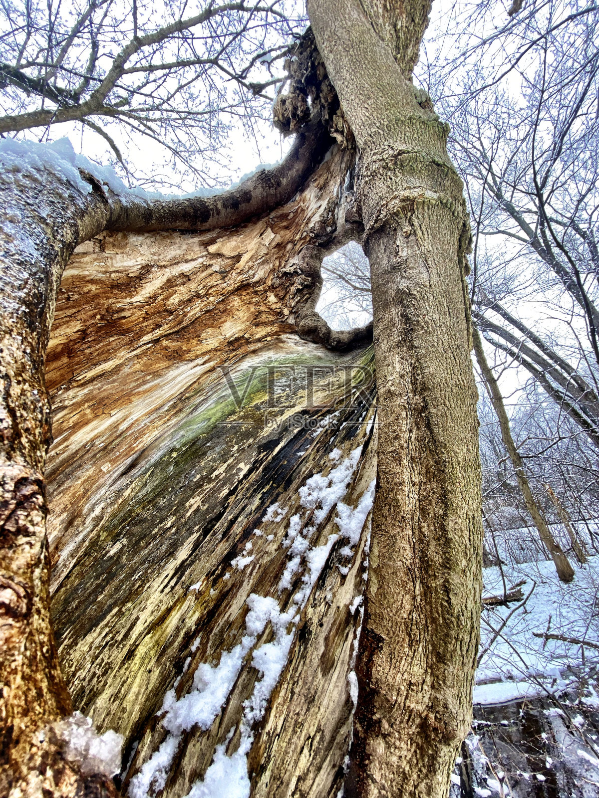 独特的树照片摄影图片