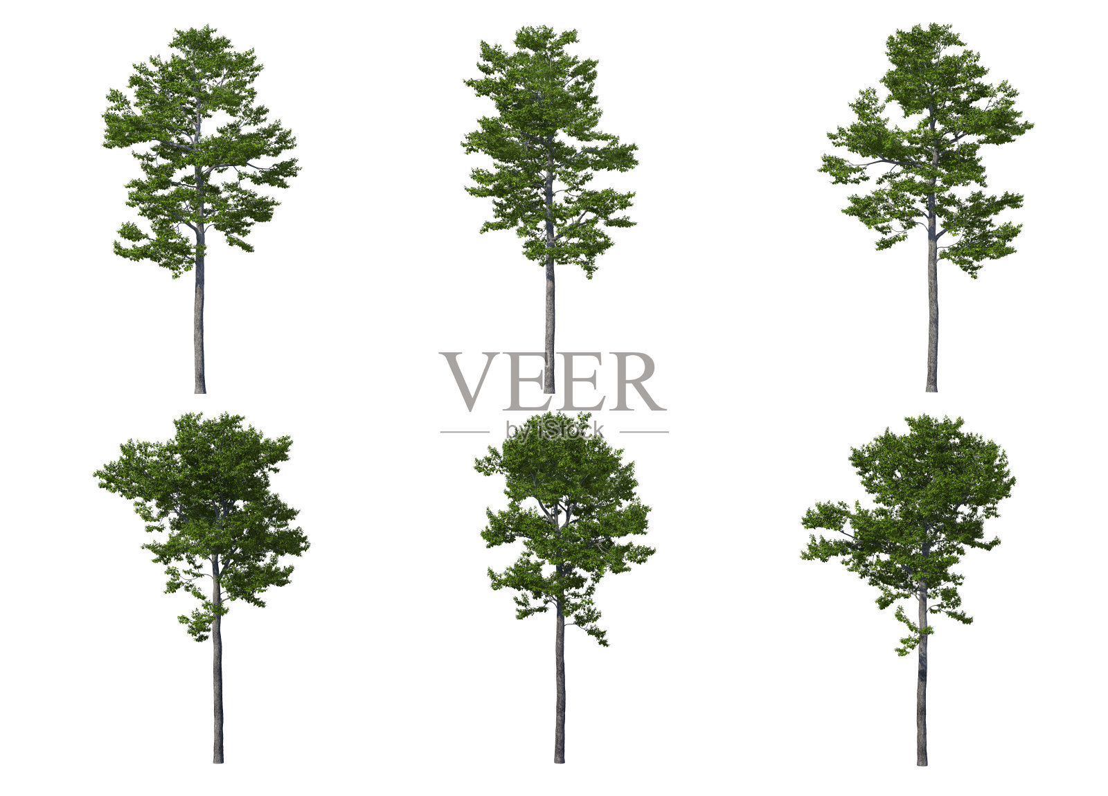 三维渲染树在白色背景照片摄影图片