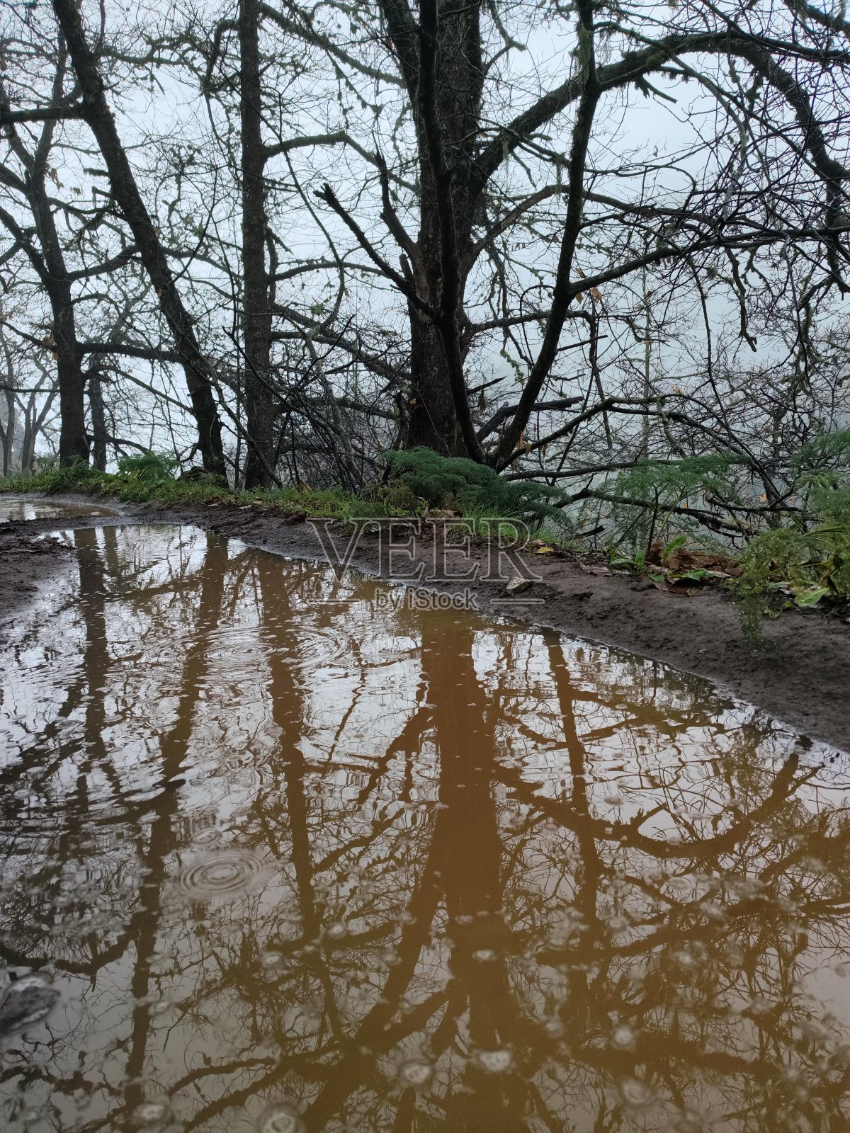 树在水中,倒影照片摄影图片