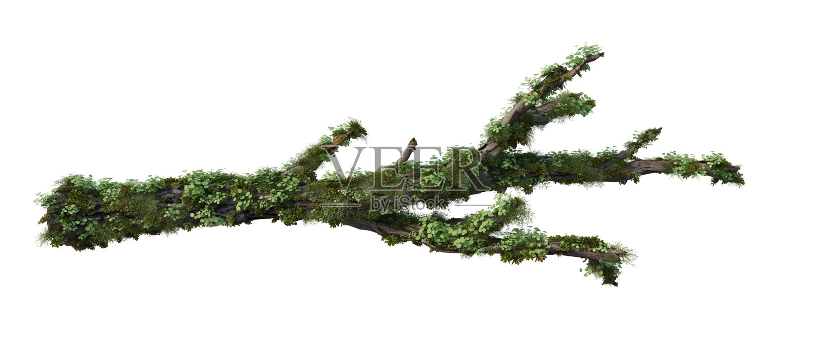 3d渲染旧树桩在白色背景照片摄影图片