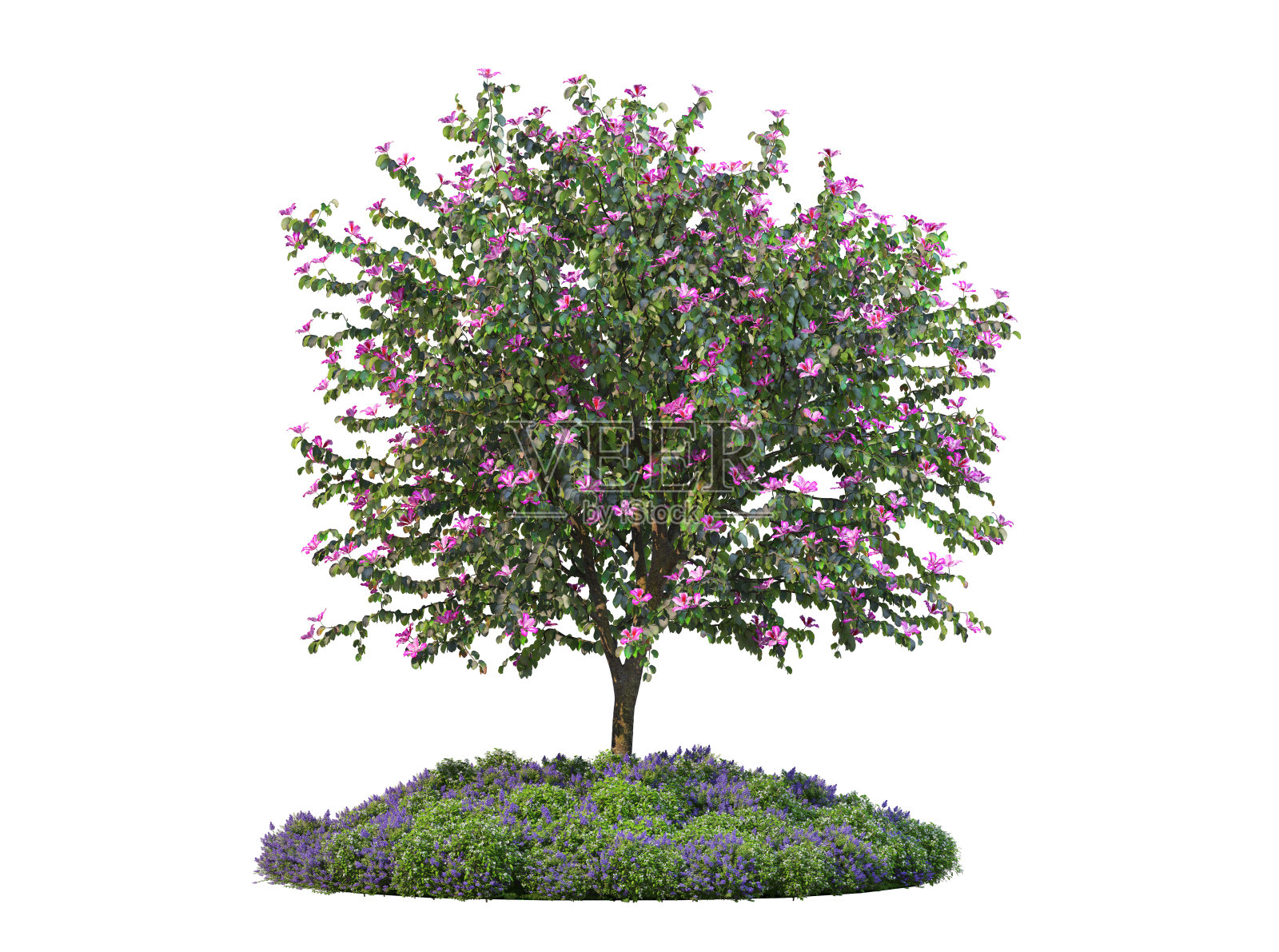 三维渲染树在白色背景照片摄影图片