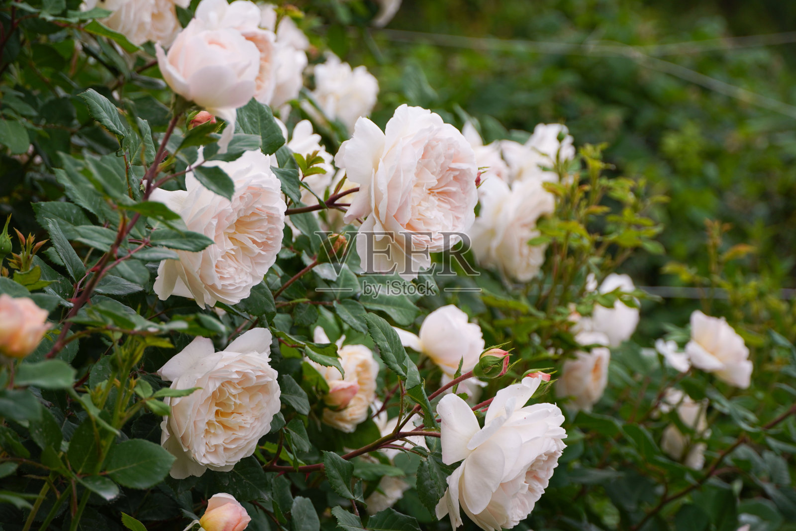 花园里盛开的英国玫瑰番红花。大卫·奥斯汀玫瑰。照片摄影图片