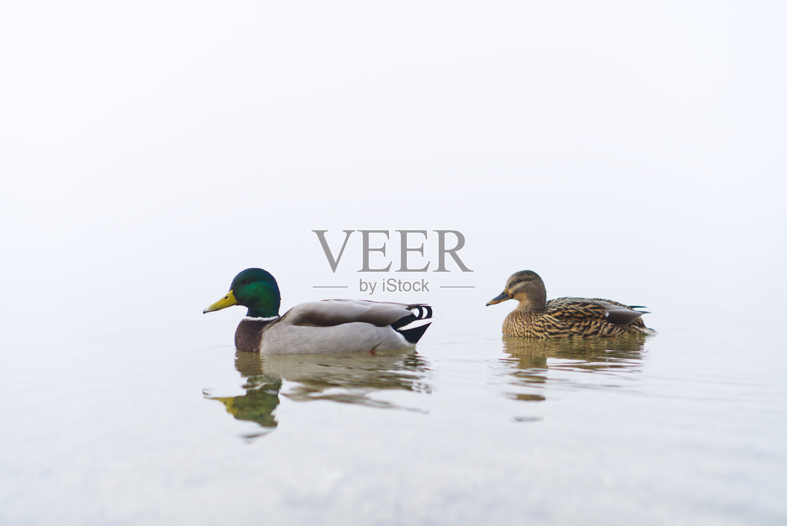 两只美丽的鸭子在一个雾蒙蒙的早晨在湖里游泳照片摄影图片