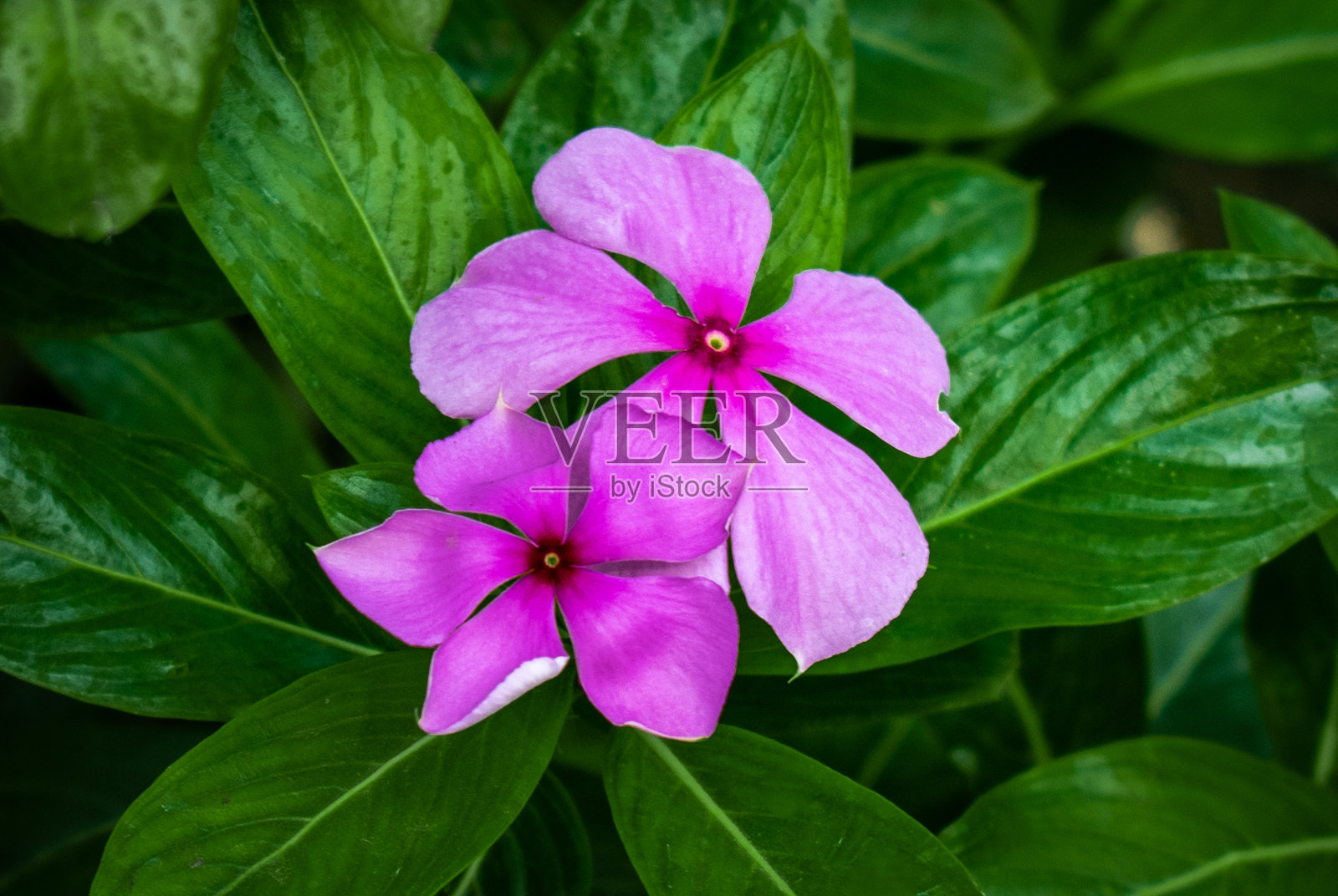 CATHARANTHUS ROSEUS也叫照片摄影图片