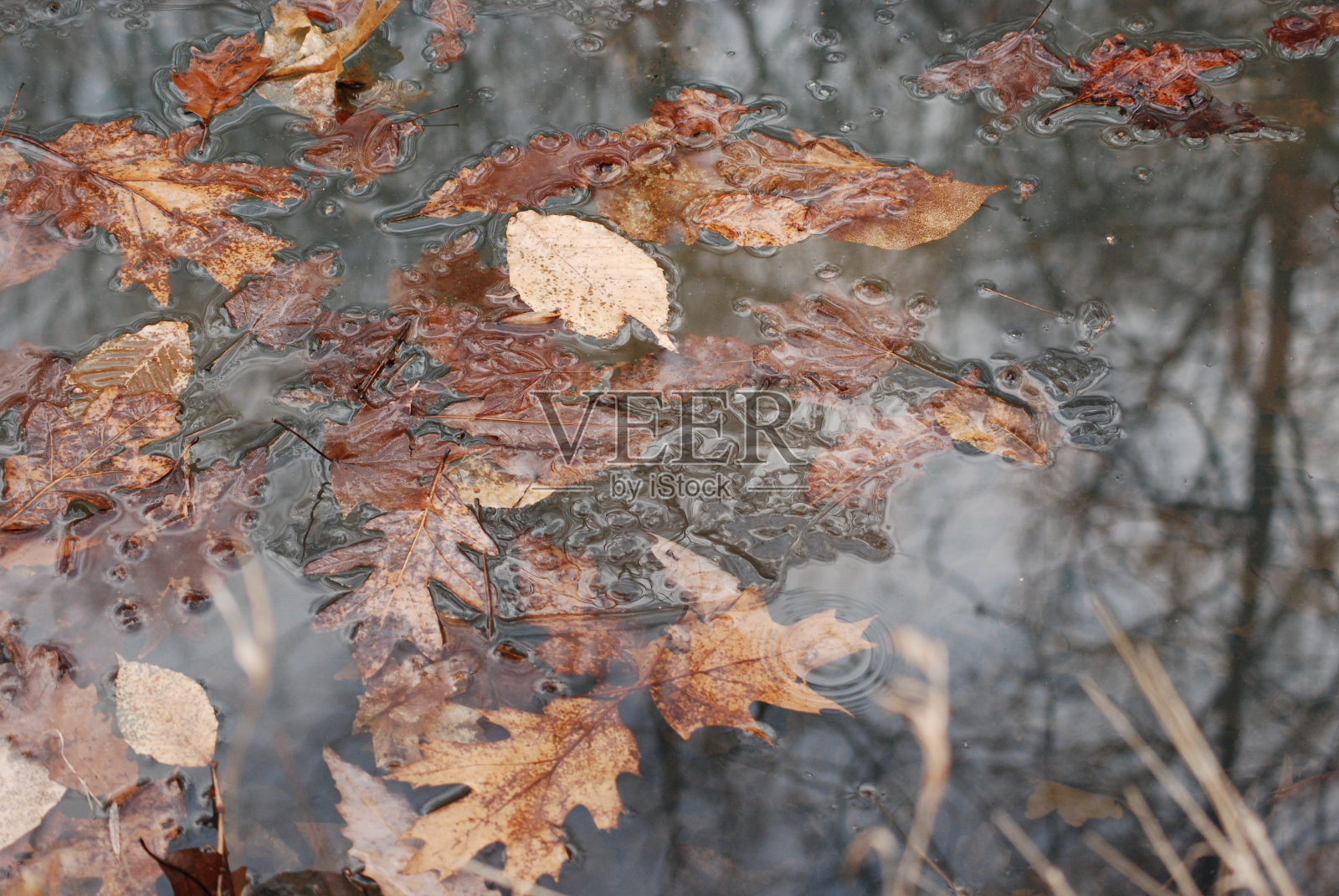 部分冻结的湖泊,密密的树叶在冰中照片摄影图片