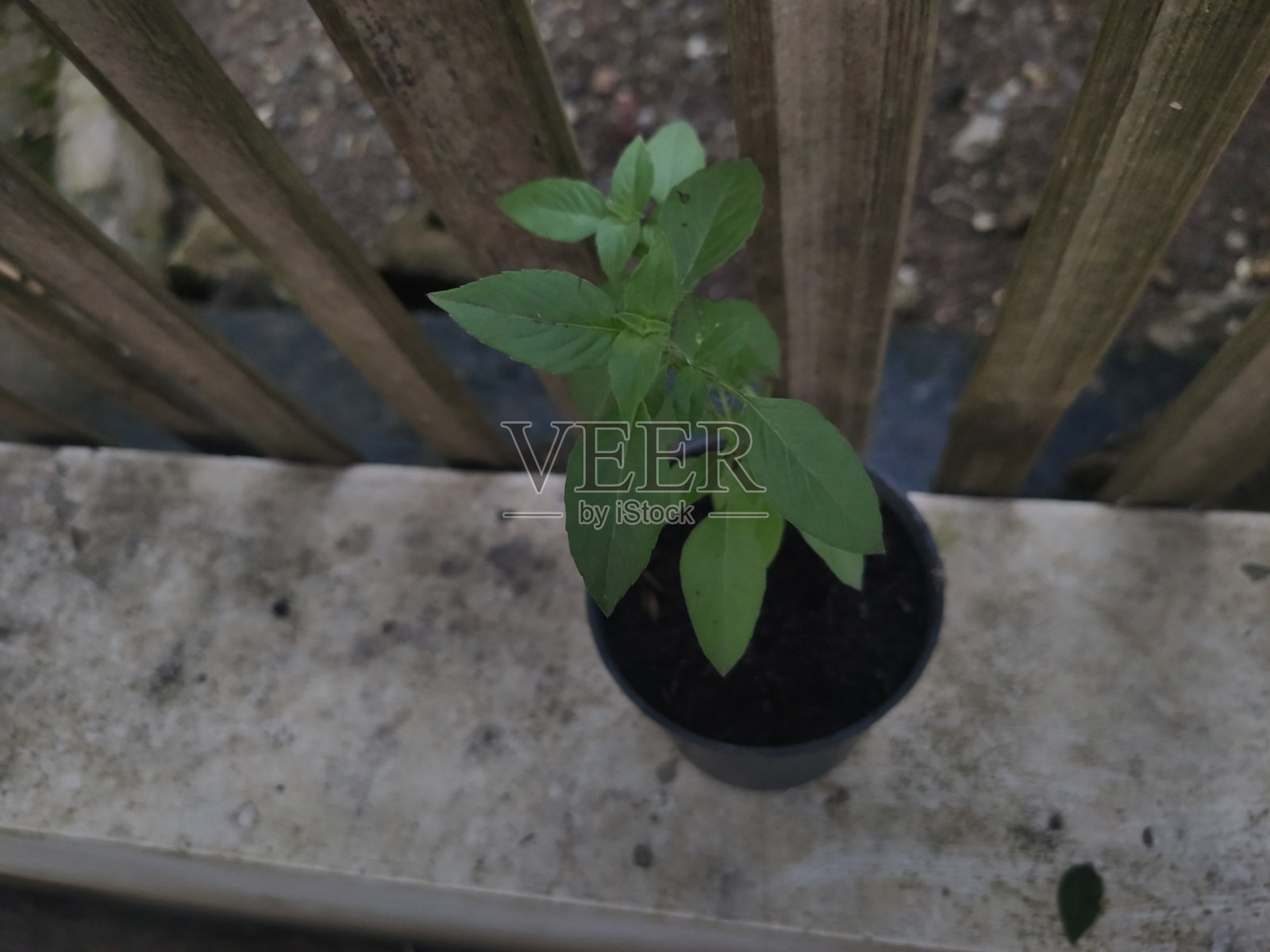 罗勒树,有机照片摄影图片