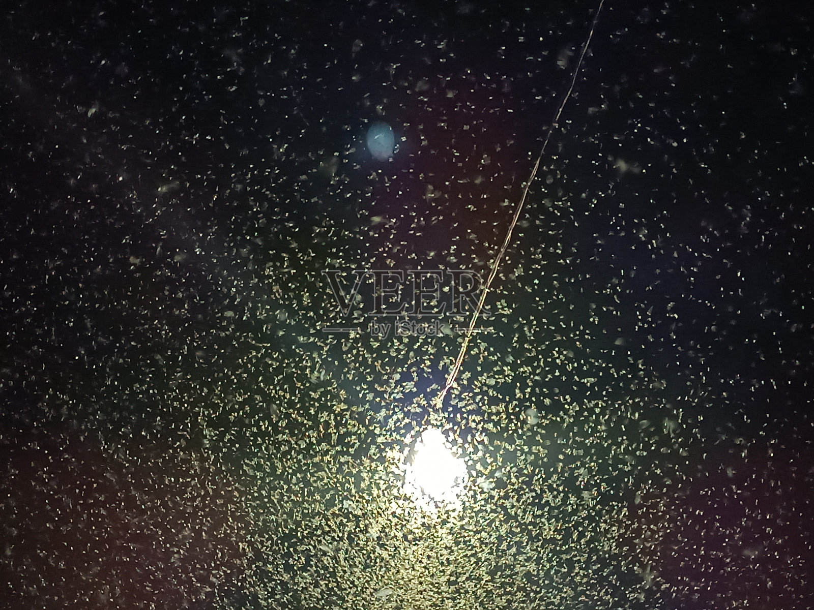 蜻蜓或蜉蝣在夜晚飞向光明照片摄影图片