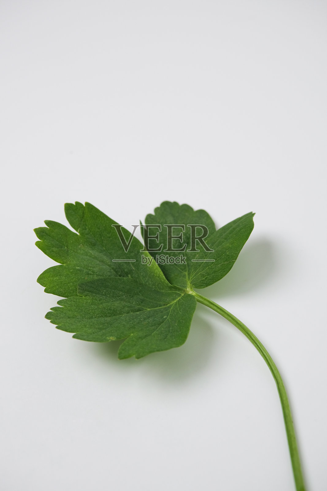 白色背景上的香草特写镜头照片摄影图片