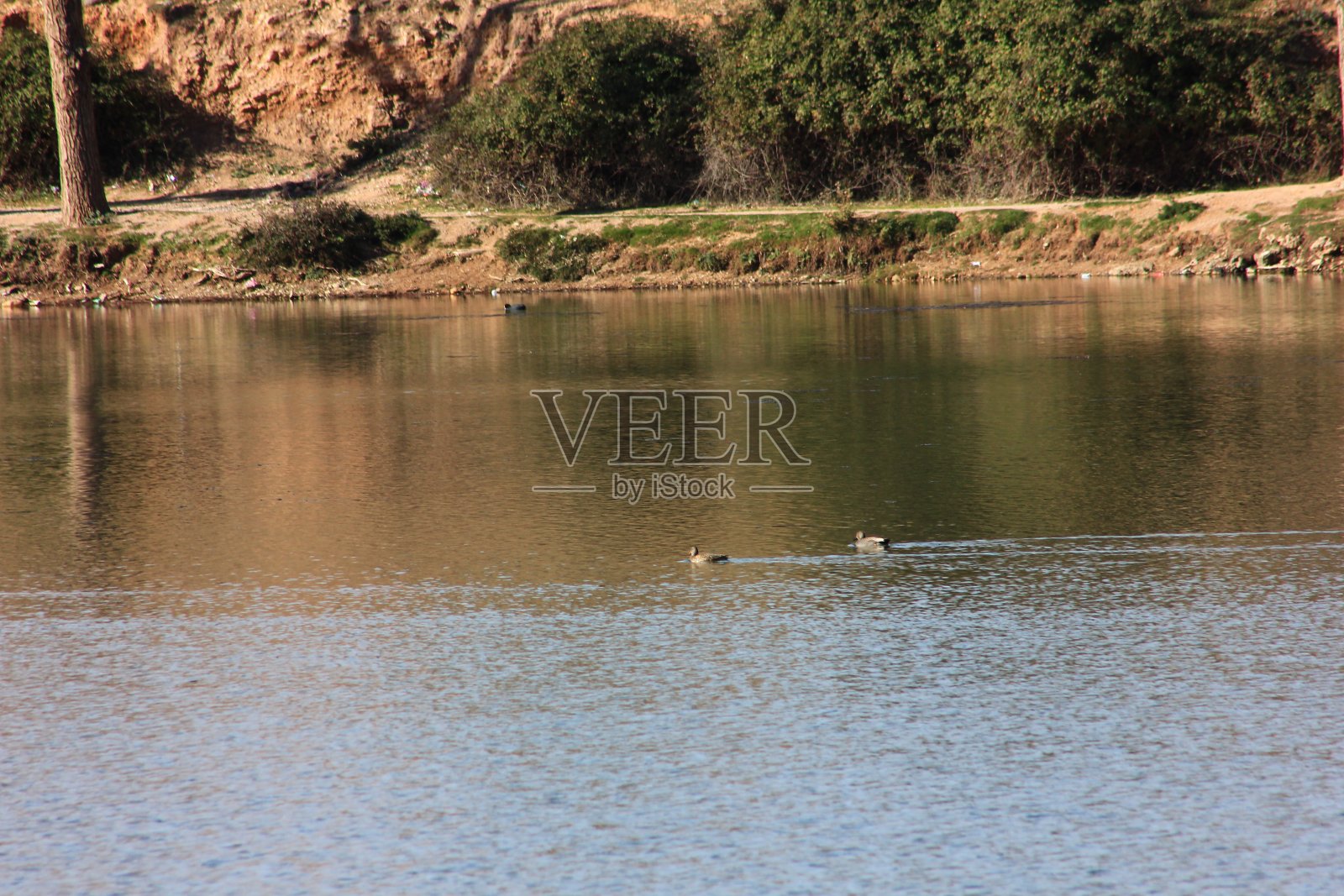 摩洛哥中部阿特拉斯,ouiouane湖上的野生鸟类照片摄影图片