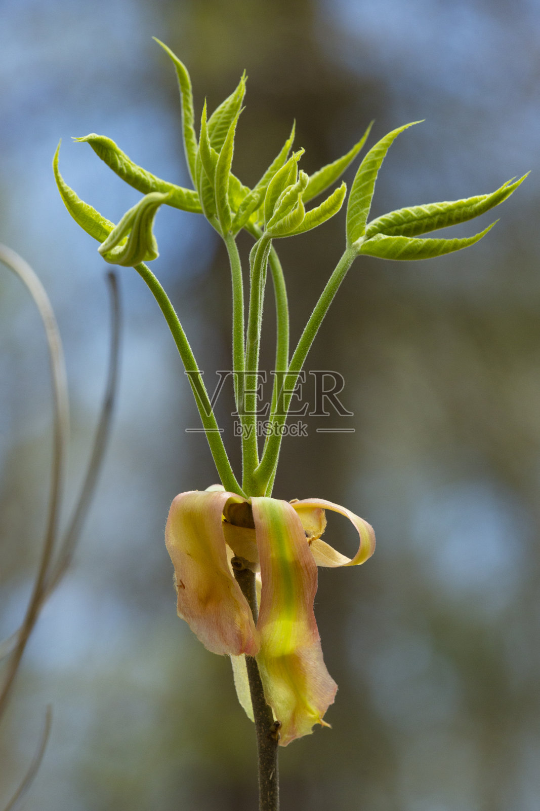 山核桃的新叶出现,有长芽鳞片。照片摄影图片