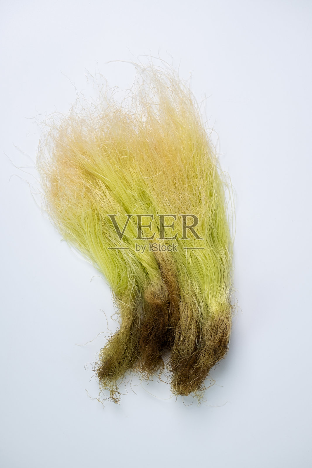 玉米照片摄影图片