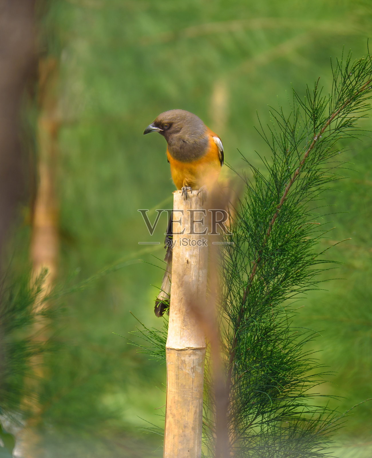 Rufous Treepie或Harichacha。照片摄影图片