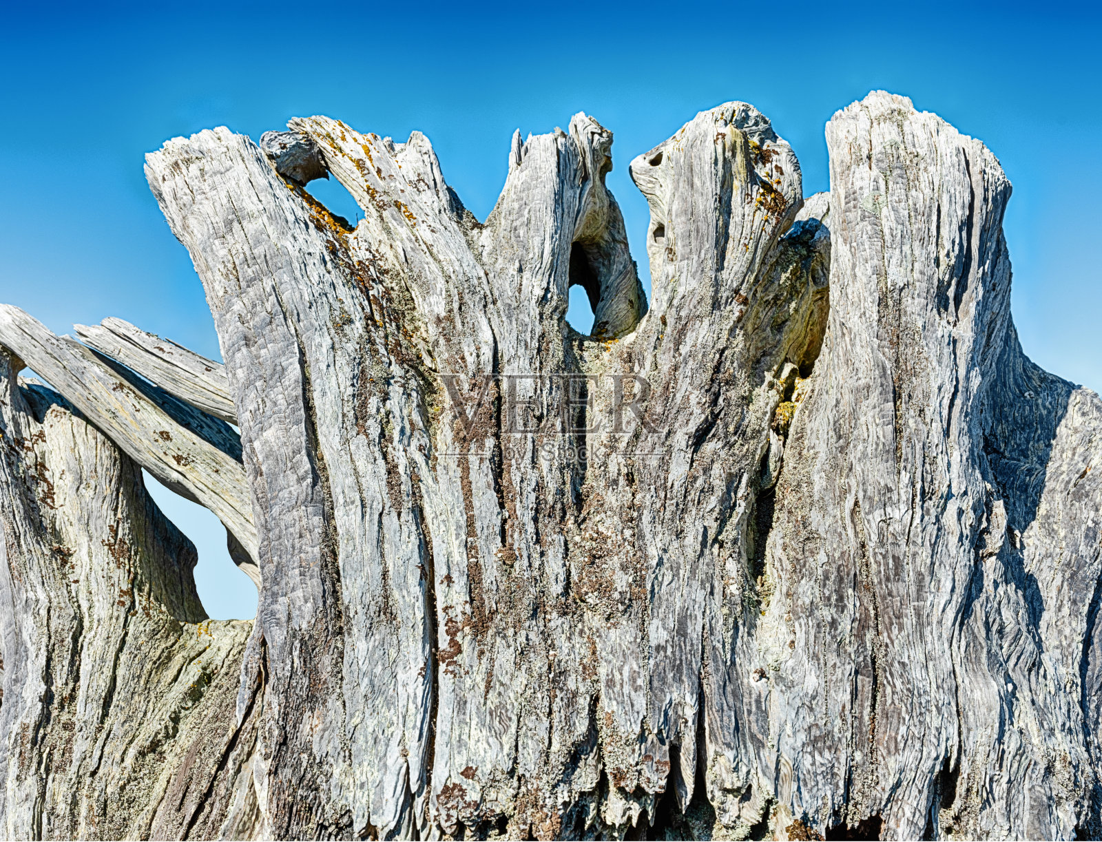 南海滩上的浮木残桩照片摄影图片