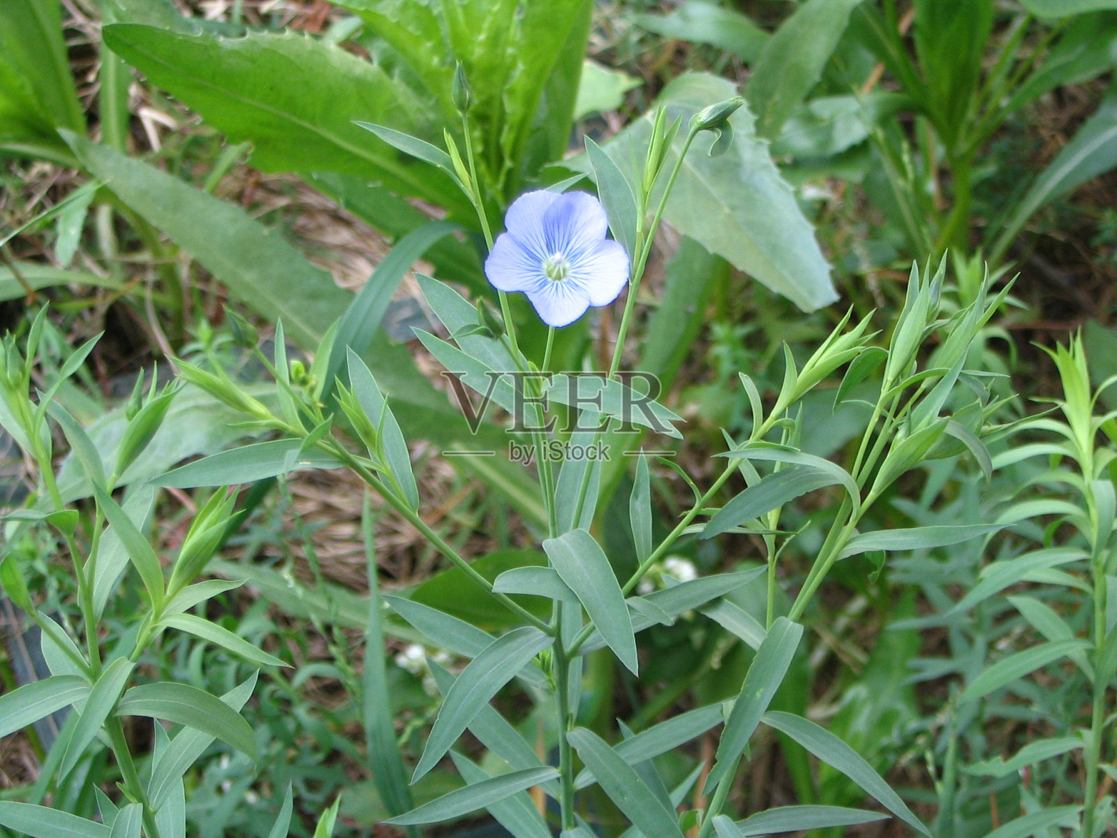 杂草中的花朵照片摄影图片
