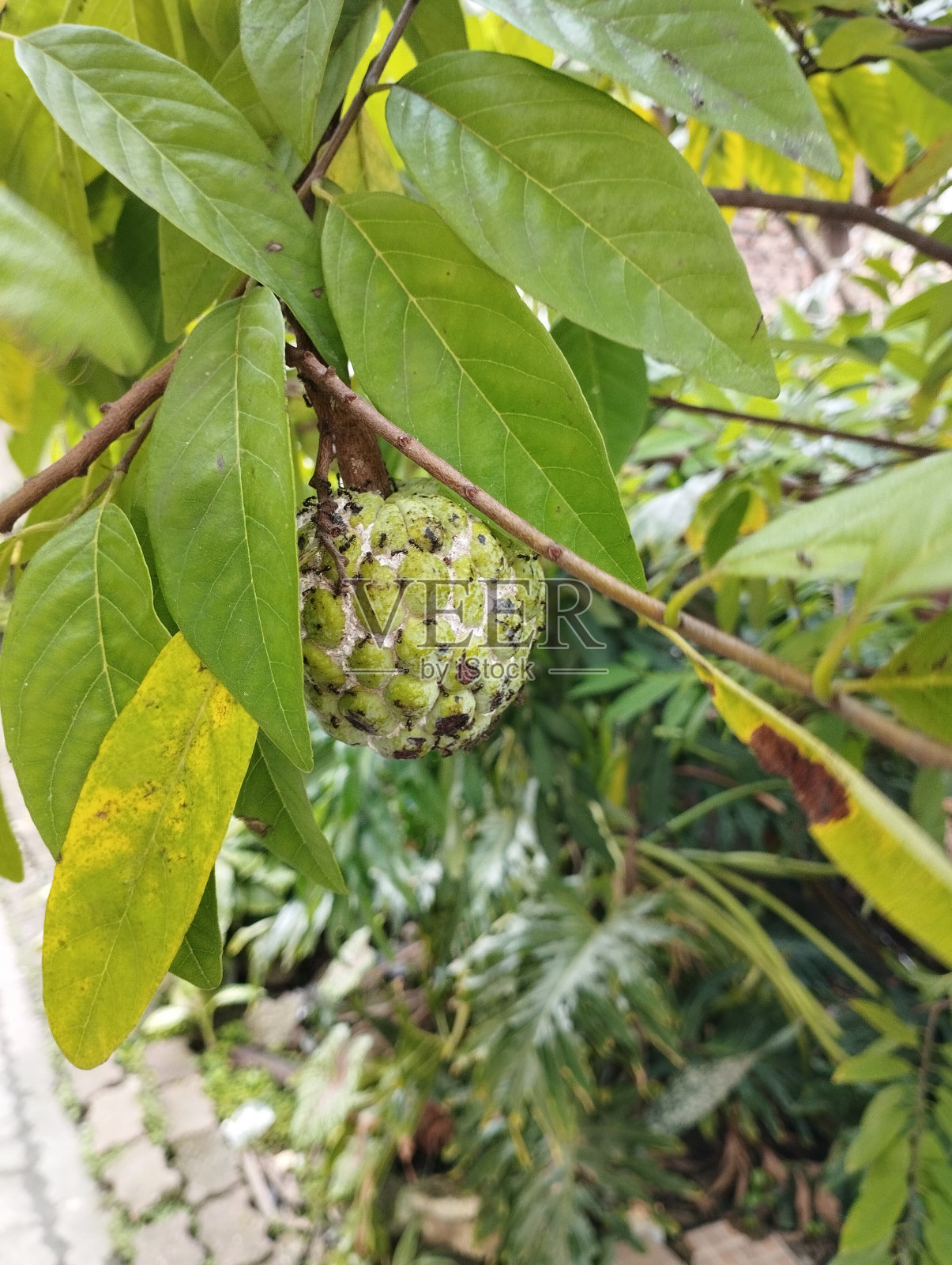 Buah Srikaya糖苹果Annona squamosa水果照片摄影图片