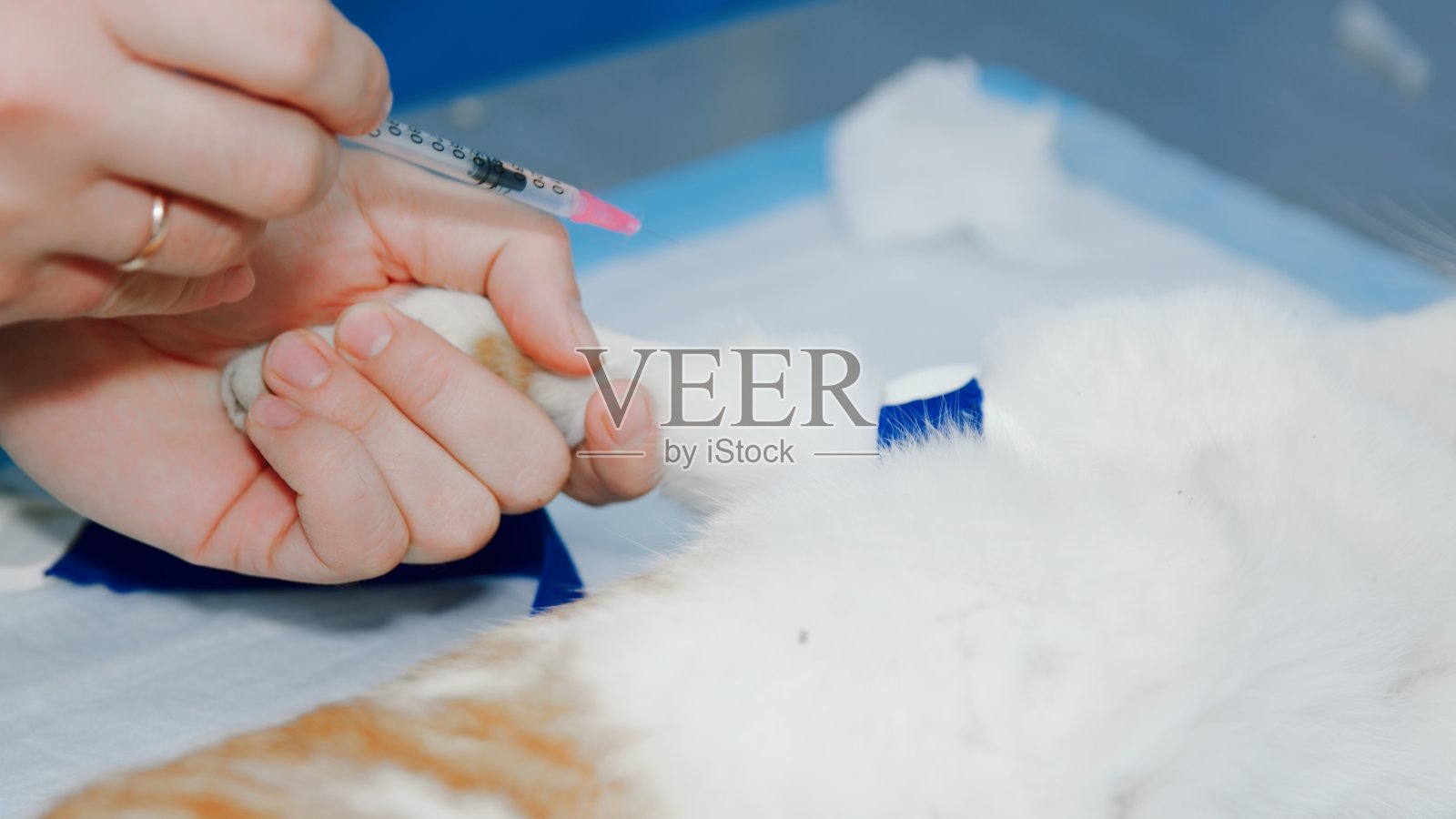 凯特即将在手术中被注射照片摄影图片