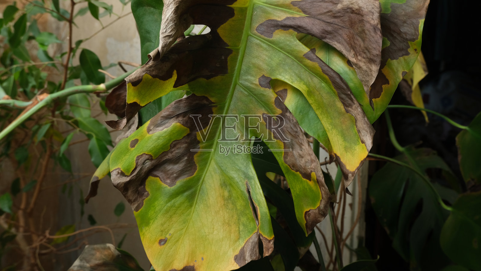 受疾病影响的魔叶。照片摄影图片