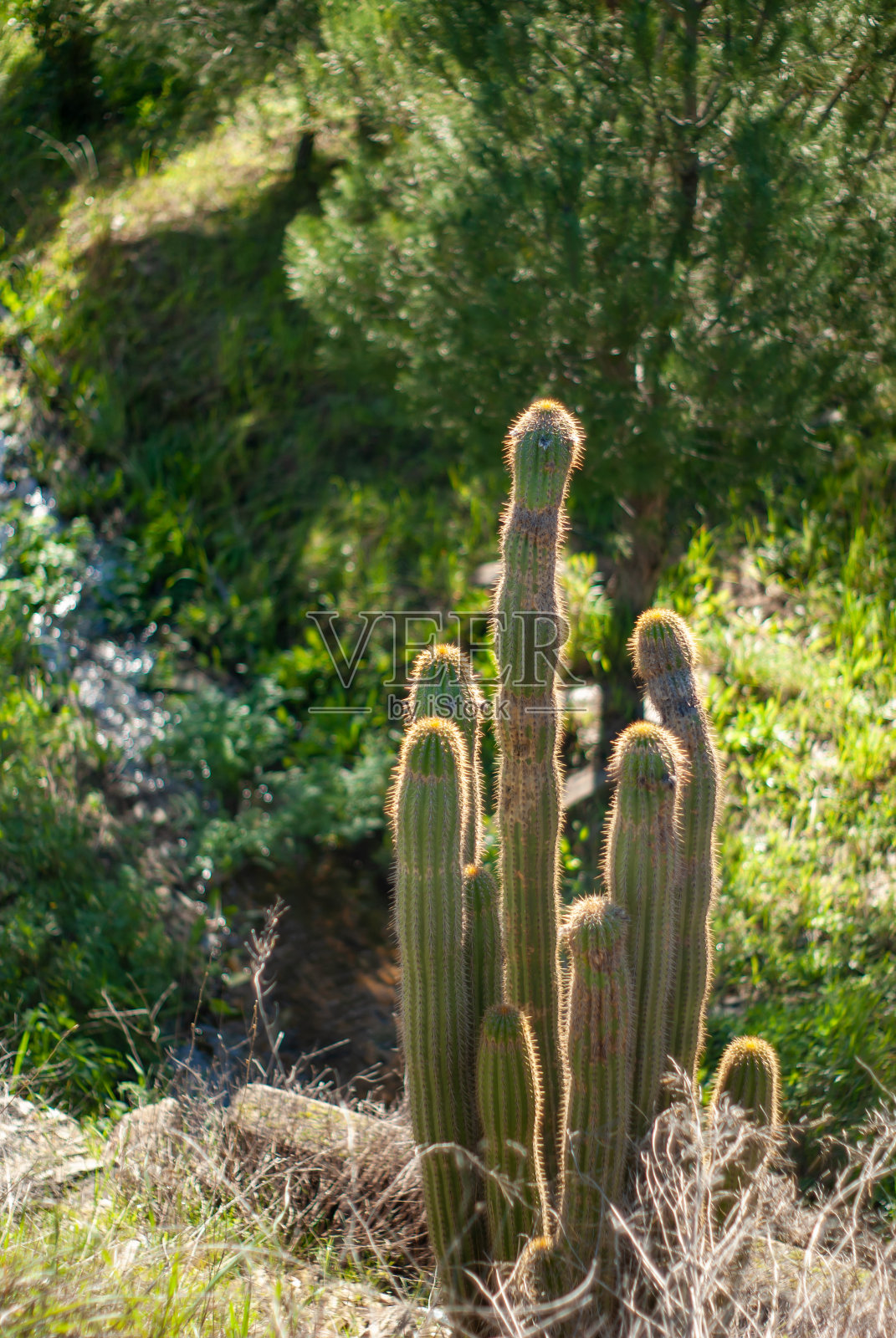 紫果菊,阳光下的仙人掌照片摄影图片