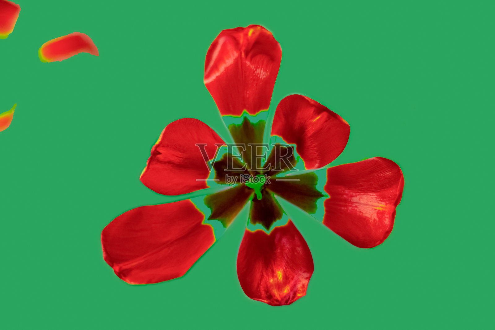 绿色背景上的红色郁金香照片摄影图片