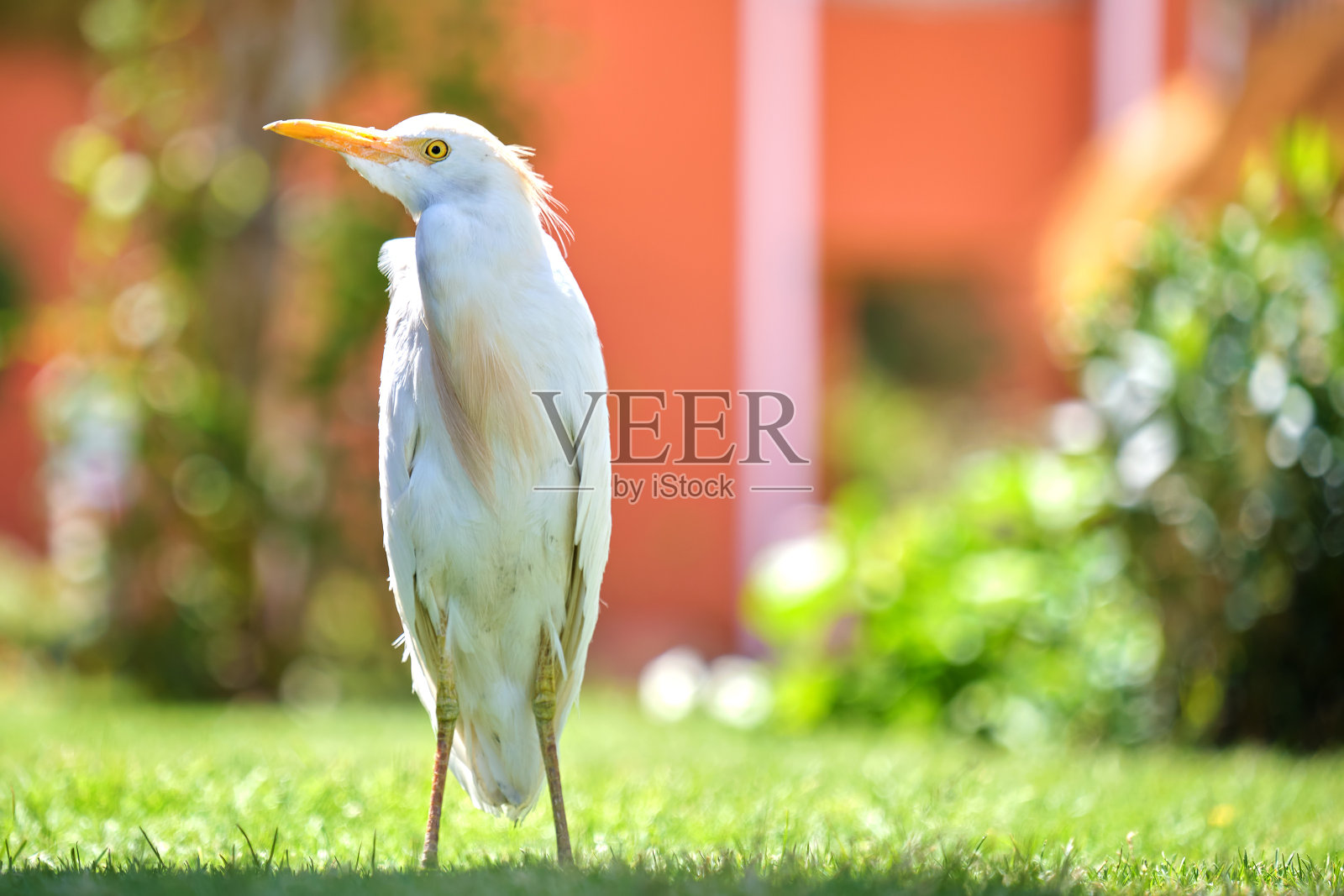 白牛白鹭,又名朱鹮,在夏天漫步在绿色的草坪上照片摄影图片