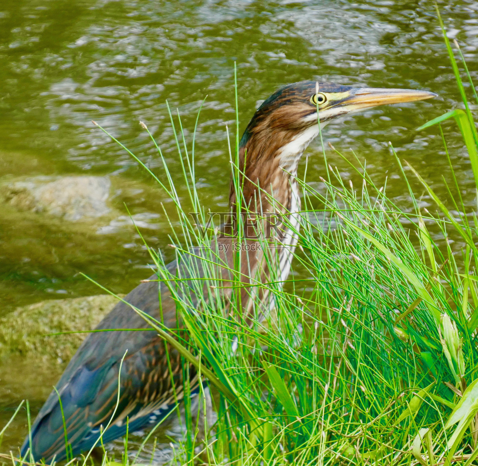 绿鹭——沿着河岸躲藏和捕猎照片摄影图片