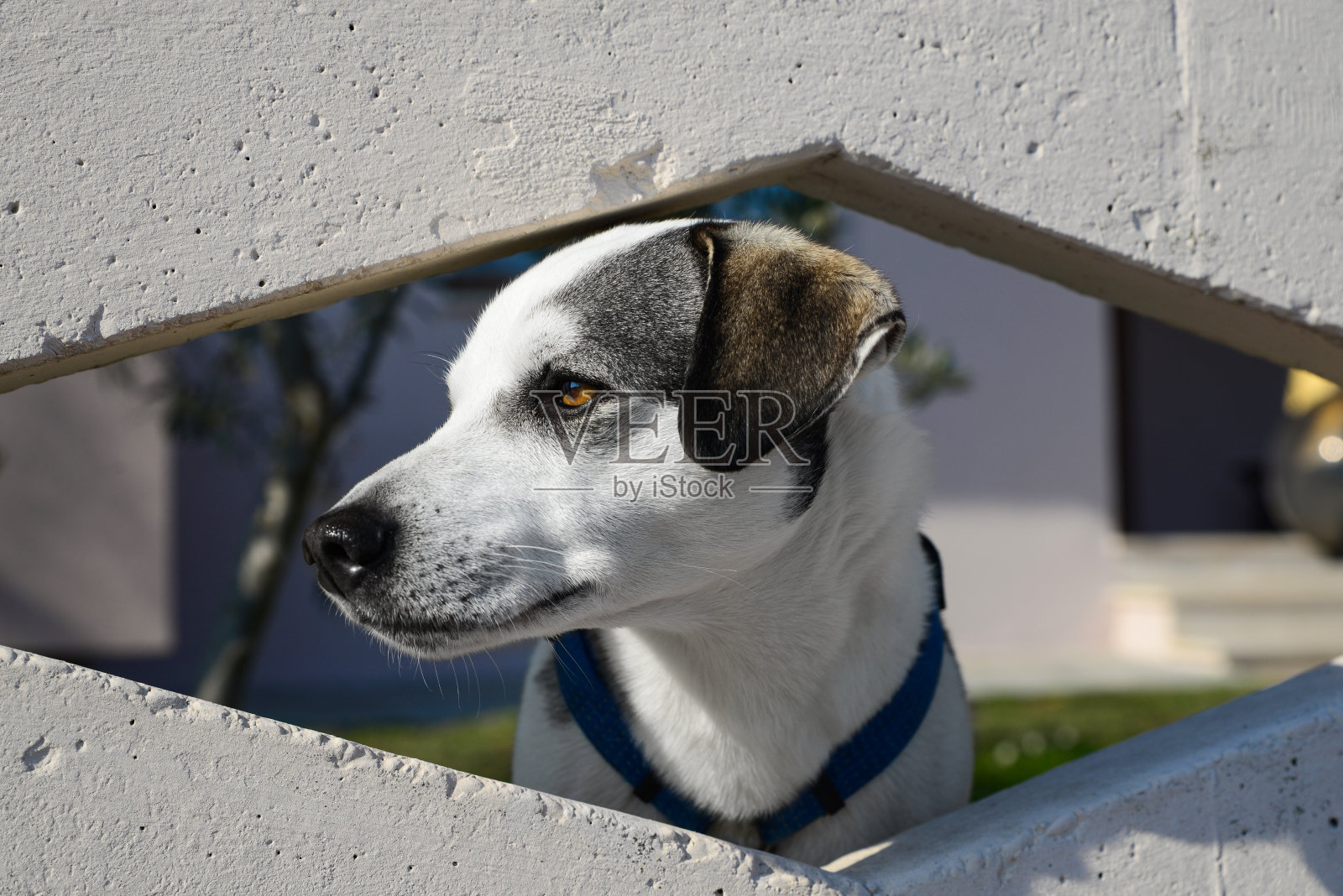 可爱的狗狗在外面的混凝土栅栏洞里偷看照片摄影图片