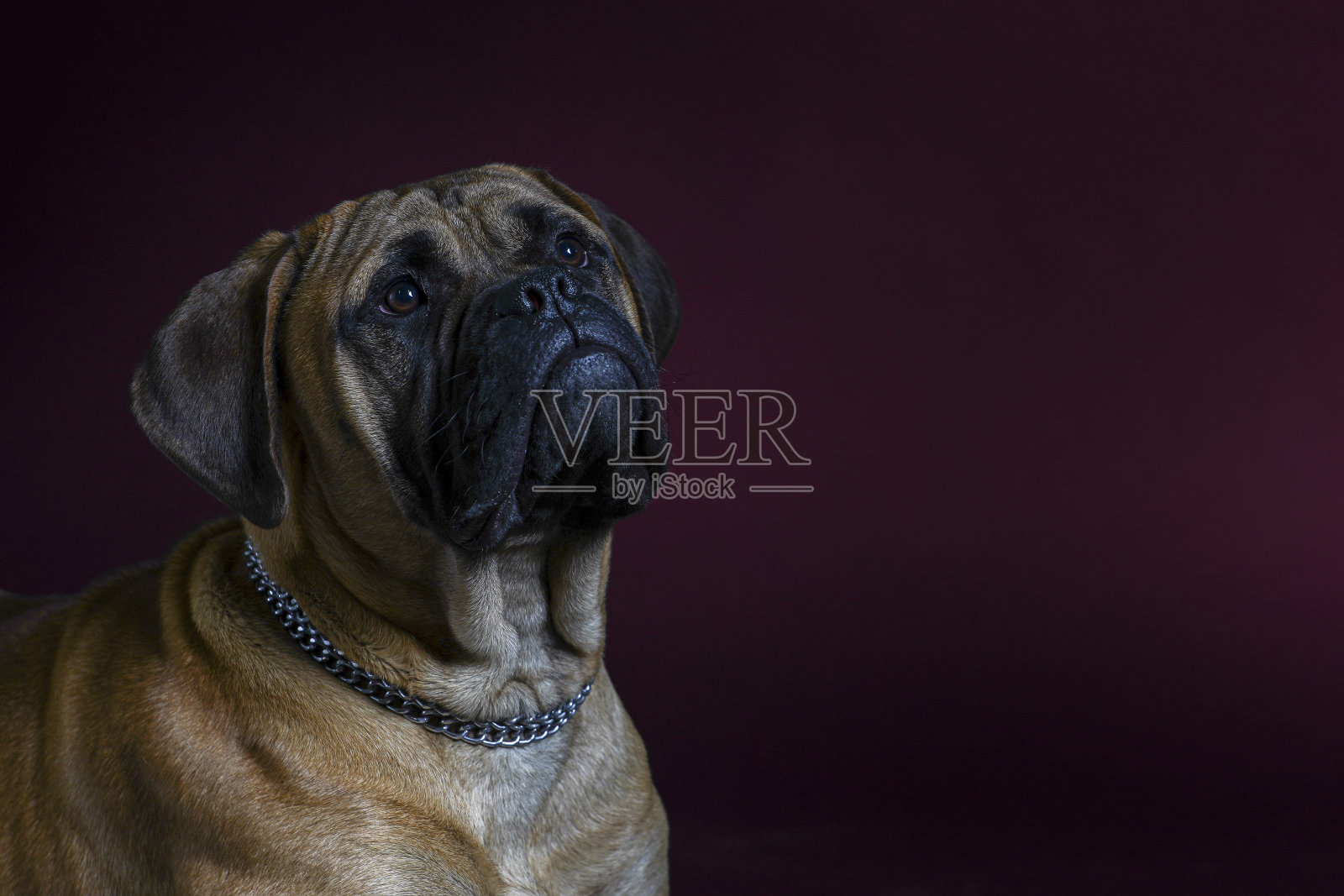 红背景下的斗牛犬。照片摄影图片