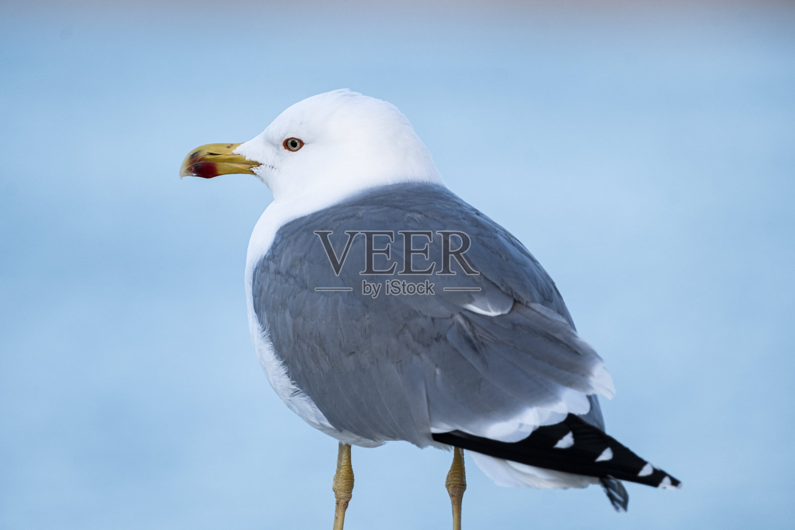 海鸥照片摄影图片