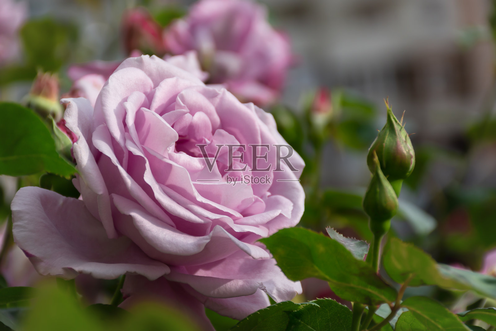 紫色玫瑰特写。照片摄影图片