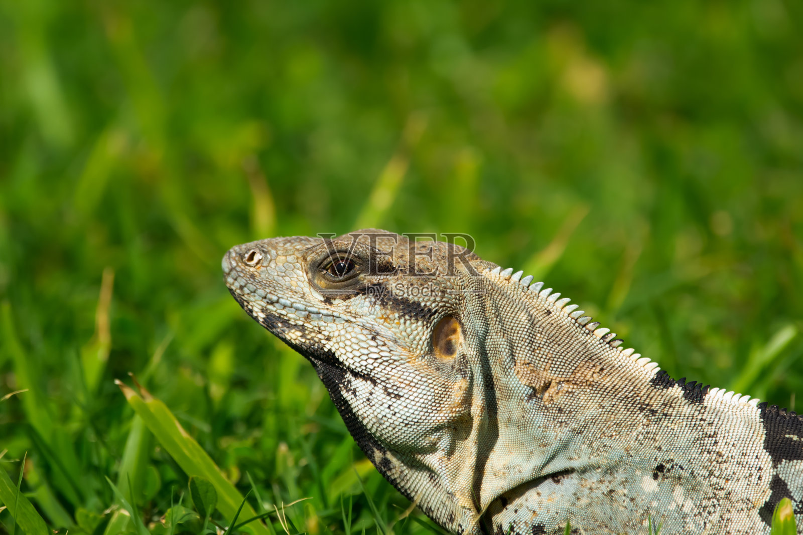 刺尾鬣蜥坐在草坪上晒太阳的肖像。照片摄影图片