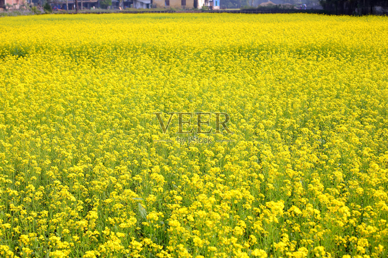 芥末领域照片摄影图片