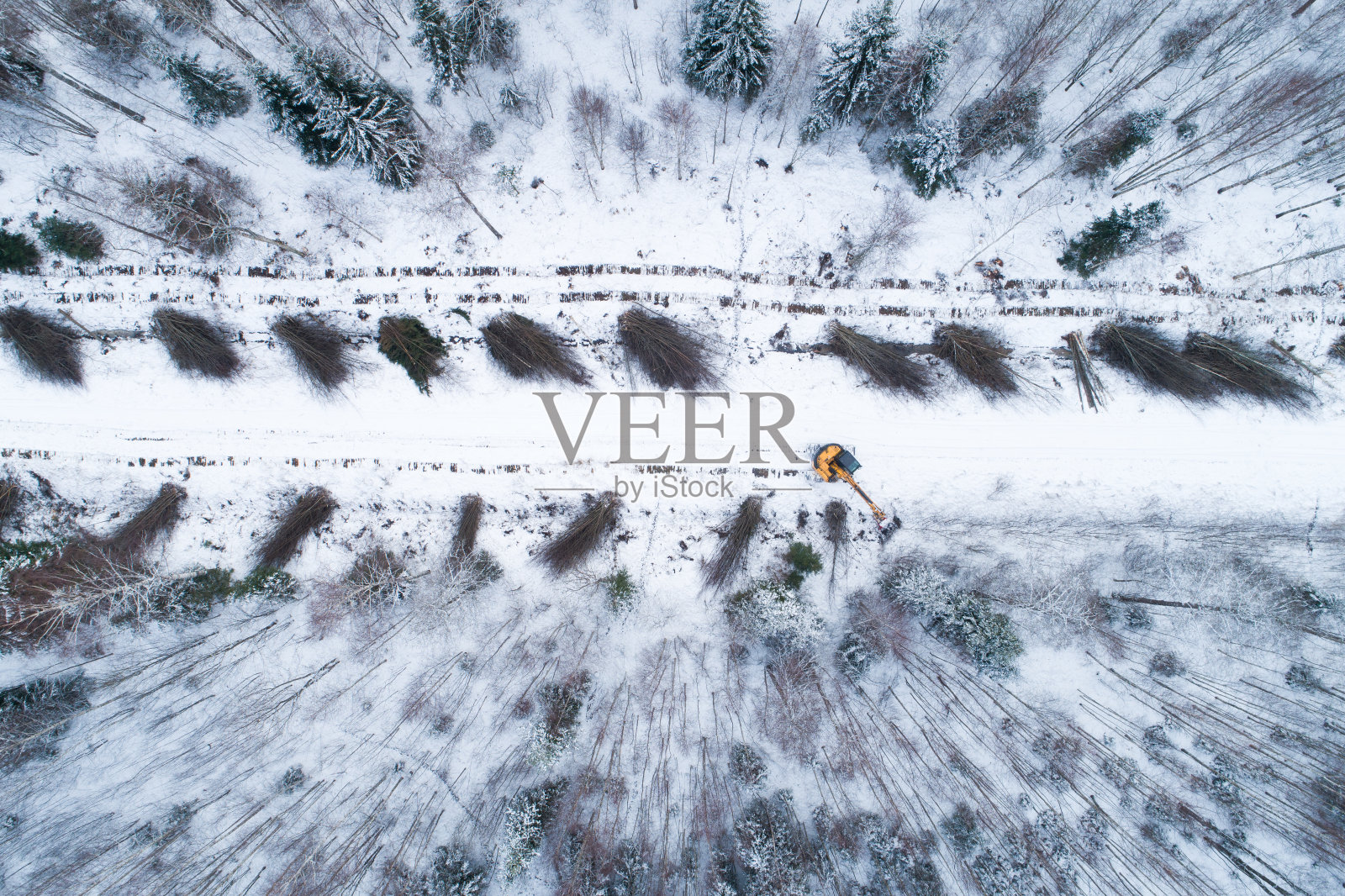 在爱沙尼亚冬季的一条小路旁,一个黄色的断头台正在切割能量木和低价值的硬木照片摄影图片