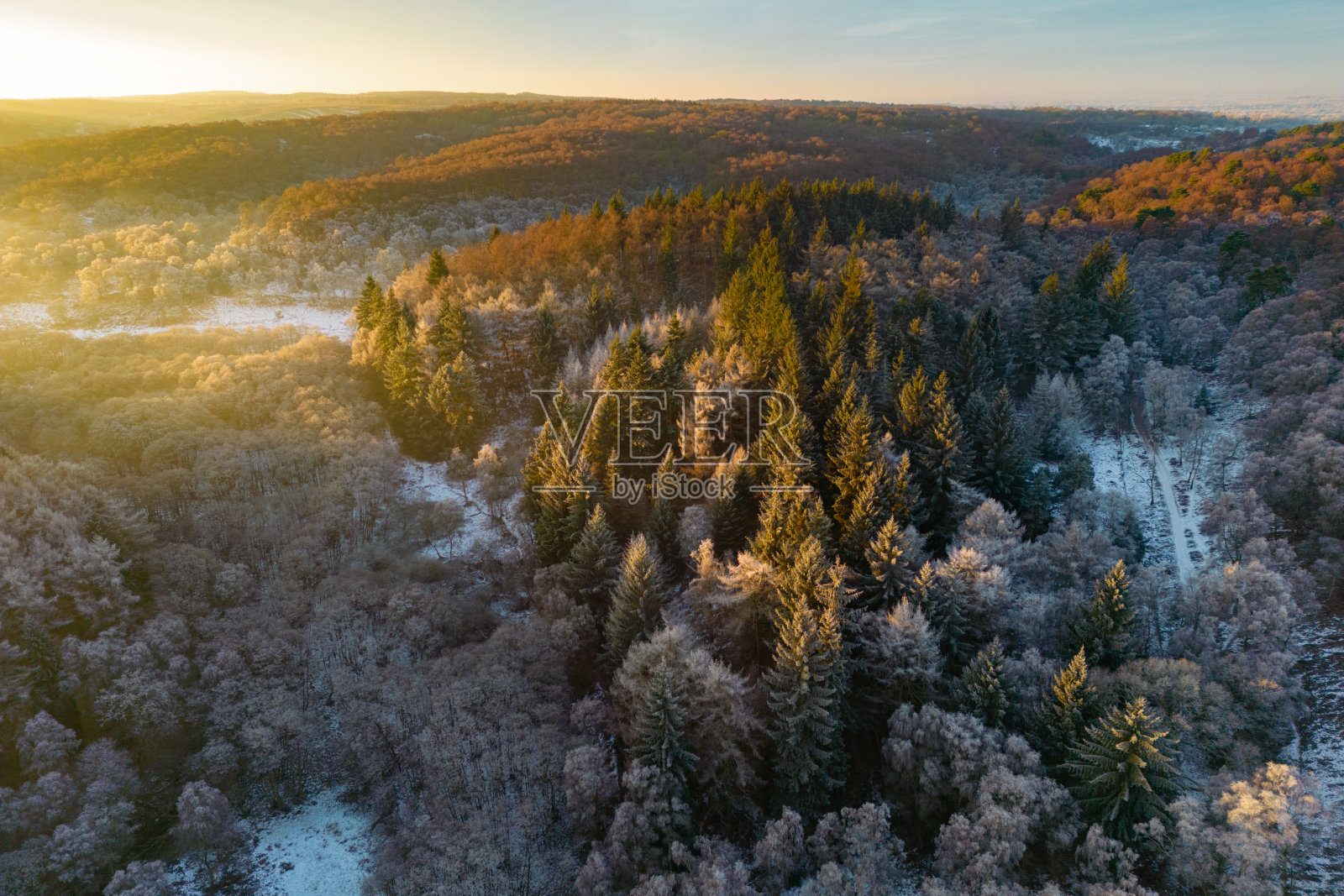 日出在冬季森林大松树,英格兰,英国照片摄影图片
